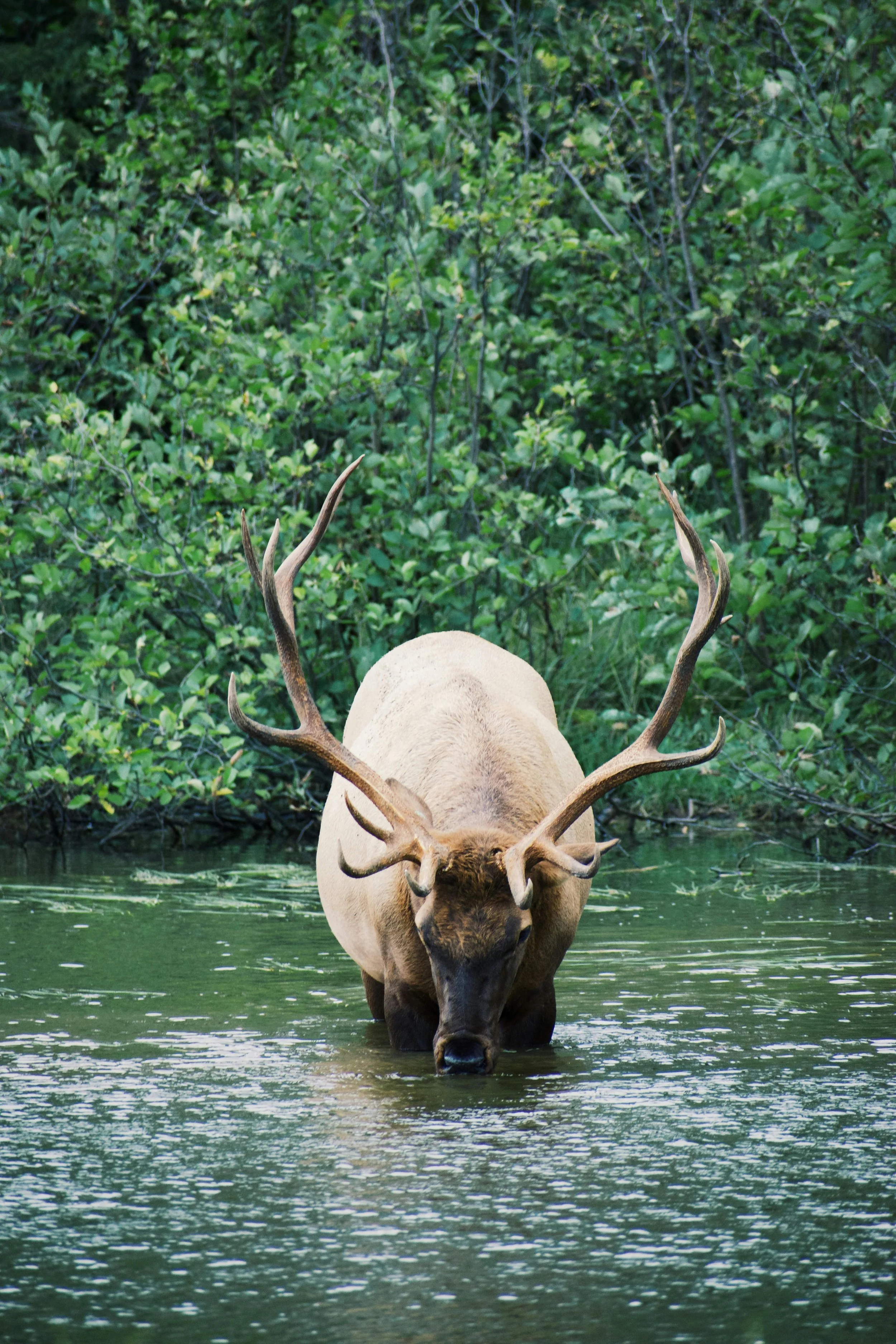 A moose standing in calm water with lush green foliage in the background.