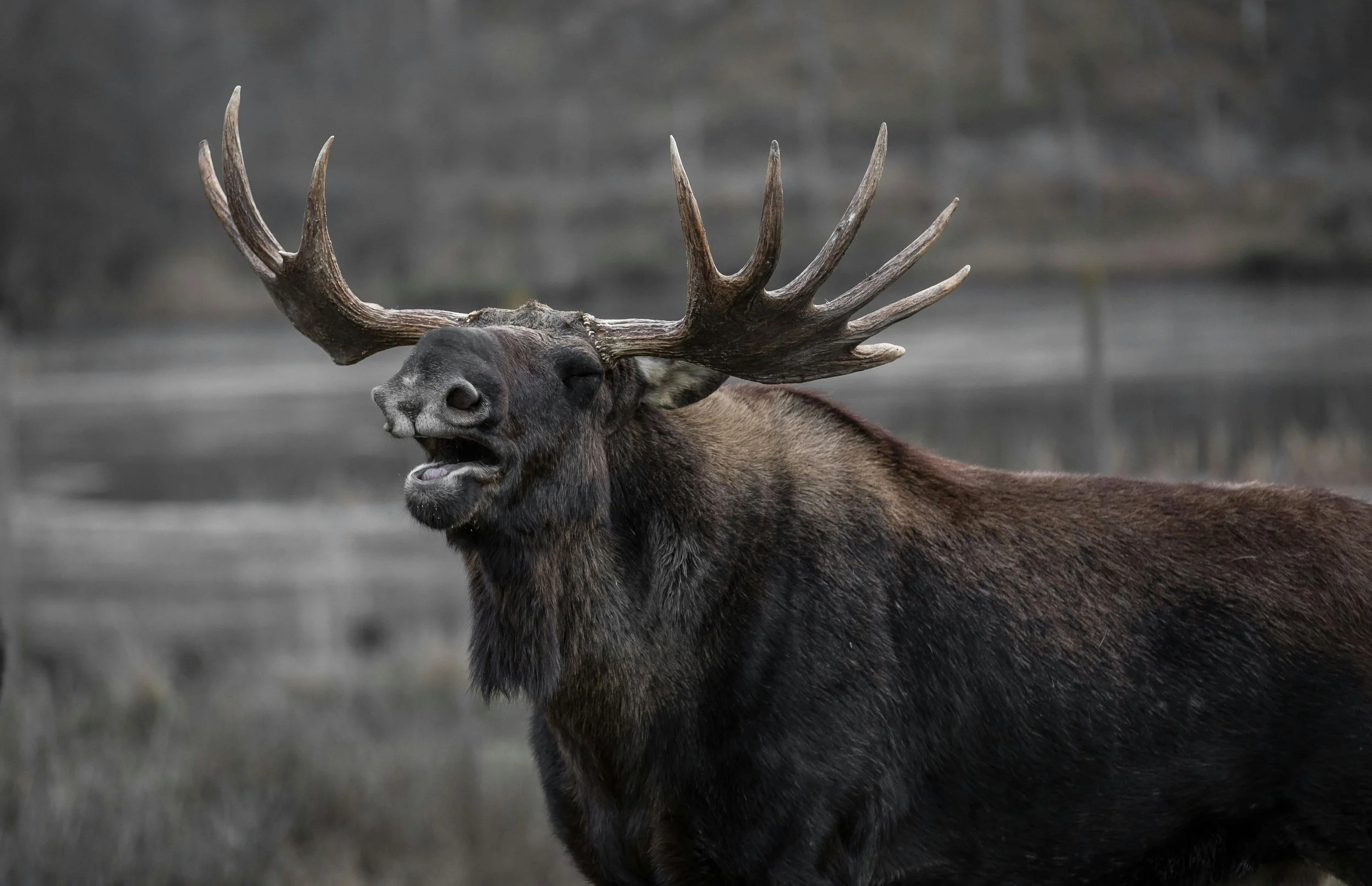 A moose with large antlers opening its mouth, standing outdoors with a blurred background of a body of water and trees.