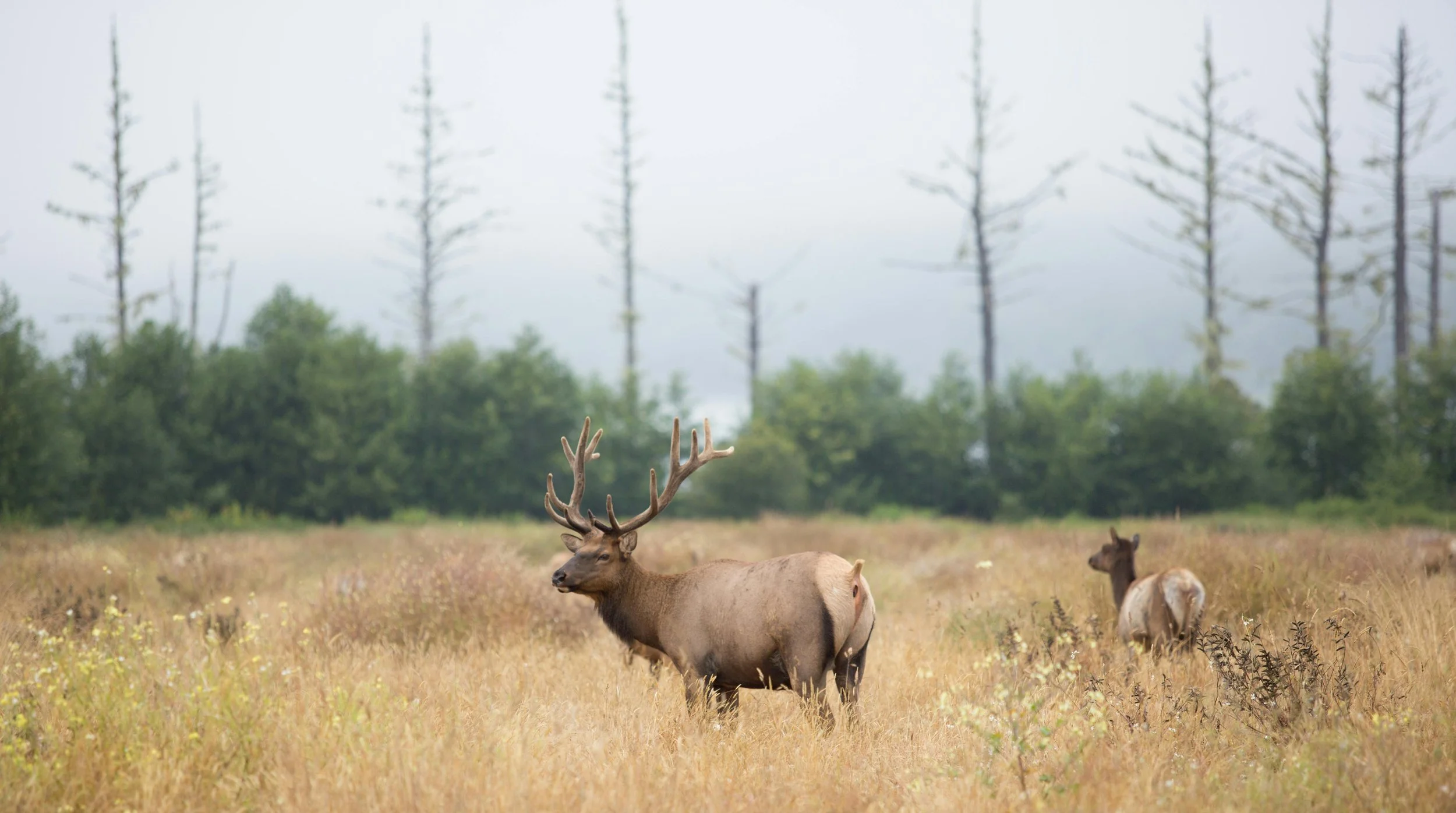 A male elk with large antlers standing in a grassy field with dry grass and wildflowers, with two other elk in the background and a line of trees in the distance.