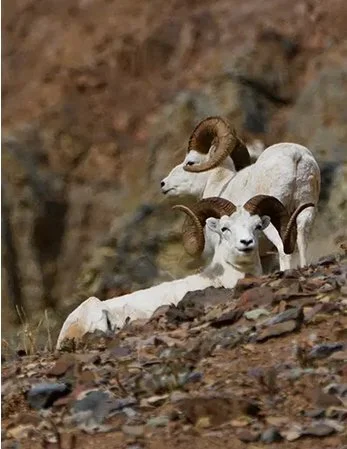 Two mountain goats resting on rocky ground with a brown and gray mountain background.