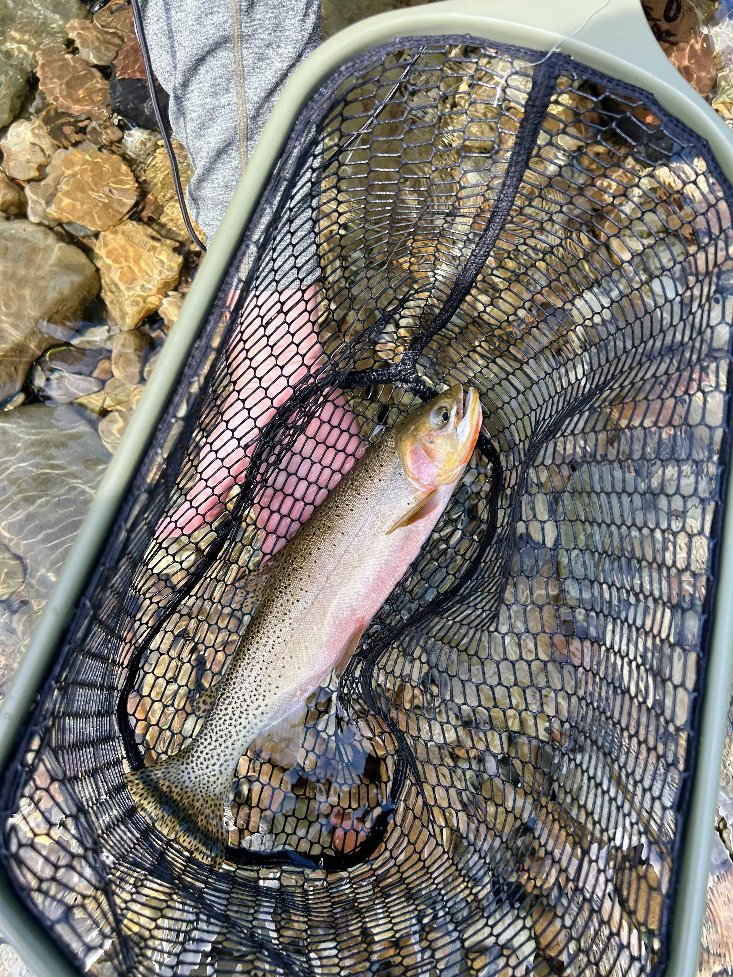 Rainbow trout in a fishing net over rocks and water.