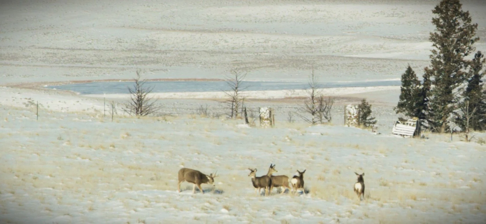 A group of six deer grazing in a snowy field near a pond with trees and fences in the background.