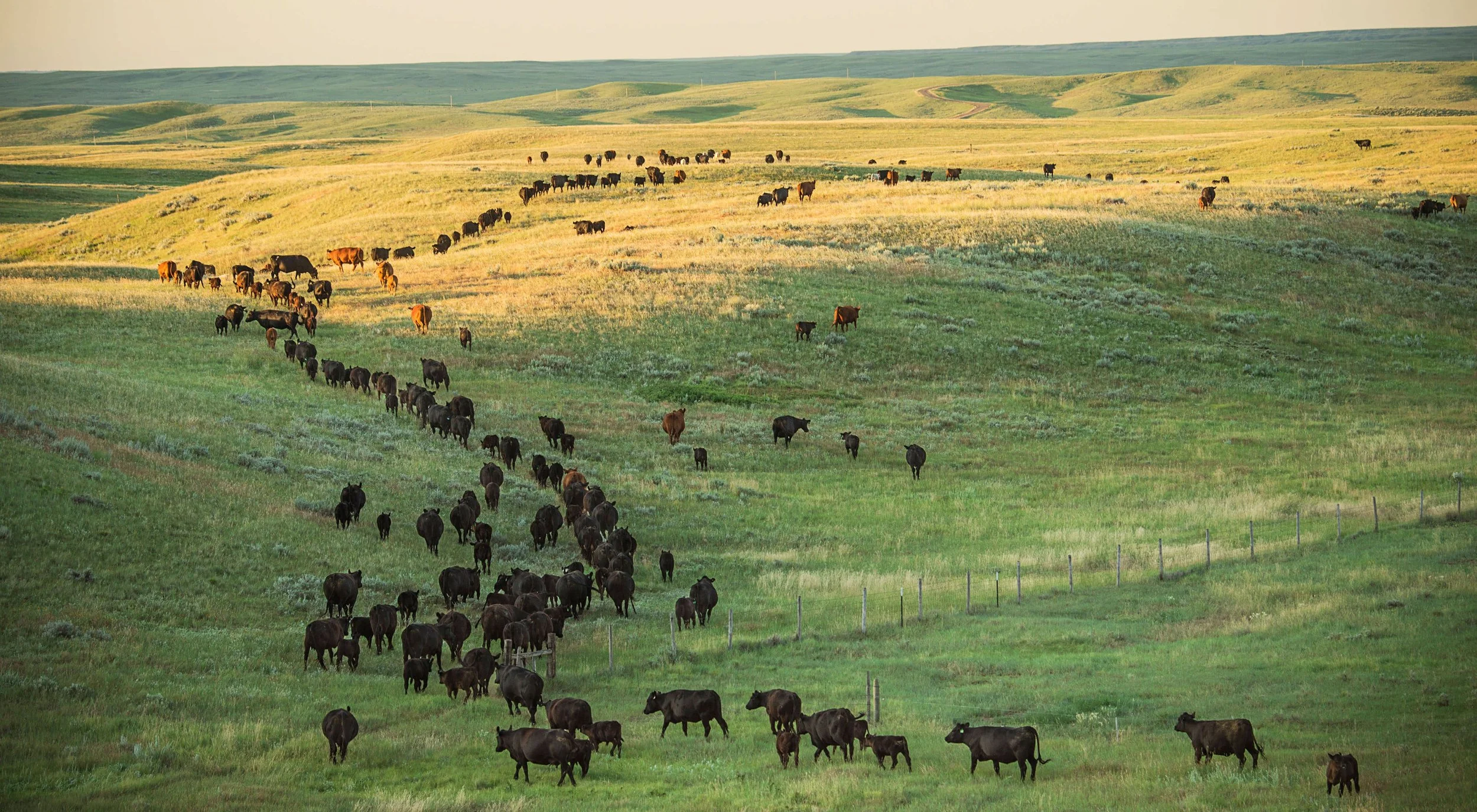 Green rolling hills with a large herd of cows, mostly black and brown, scattered across the landscape during daytime.
