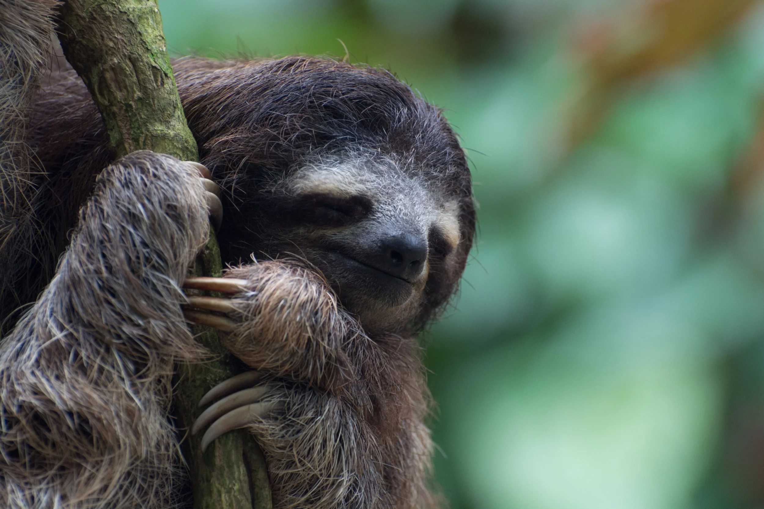 Sloth Gamboa Panama rainforest — private naturalist guide tour