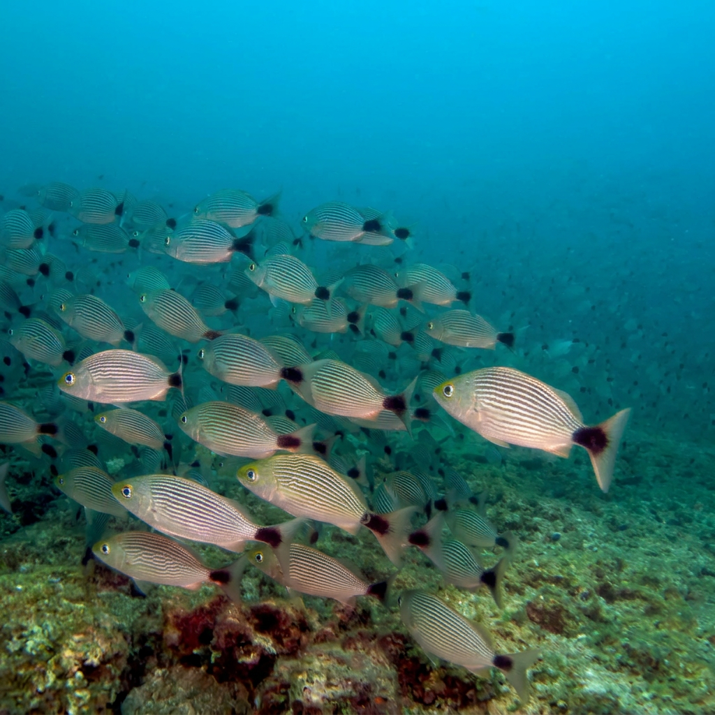 Pearl Islands Panama — private boat Pacific Gulf day trip