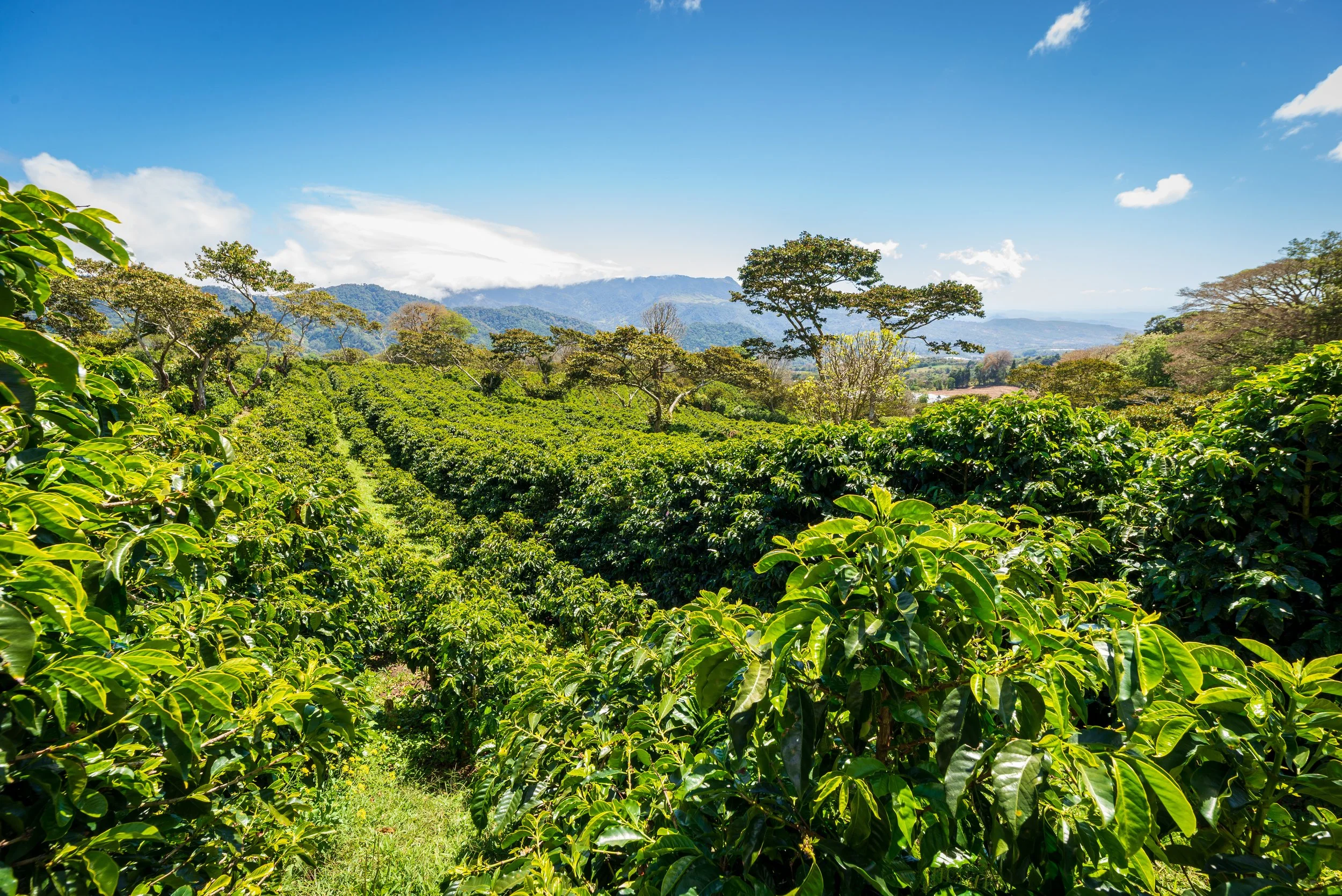 Boquete coffee estate Chiriquí Panama — private exclusive group tour