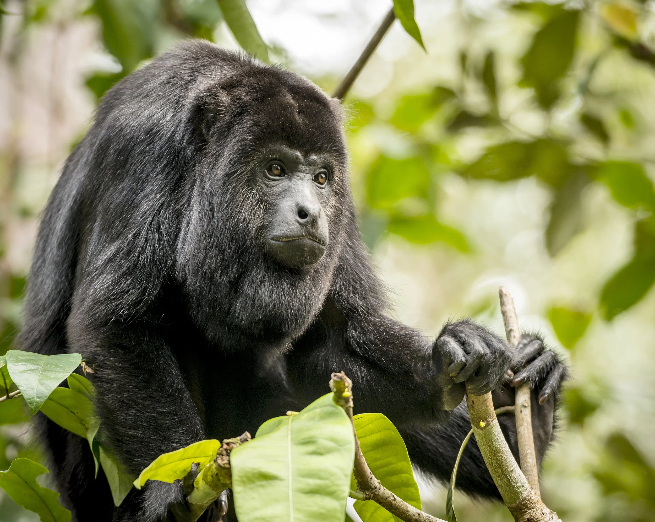 Howler monkey Gamboa Panama — rainforest private wildlife tour