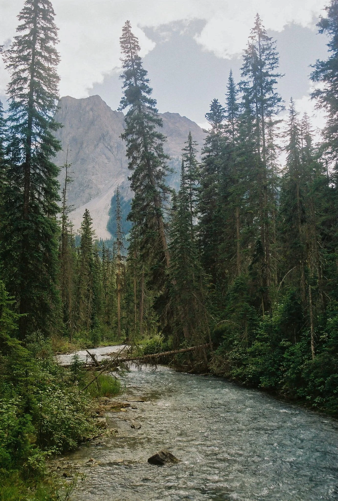 canadian rocky mountains in the summer