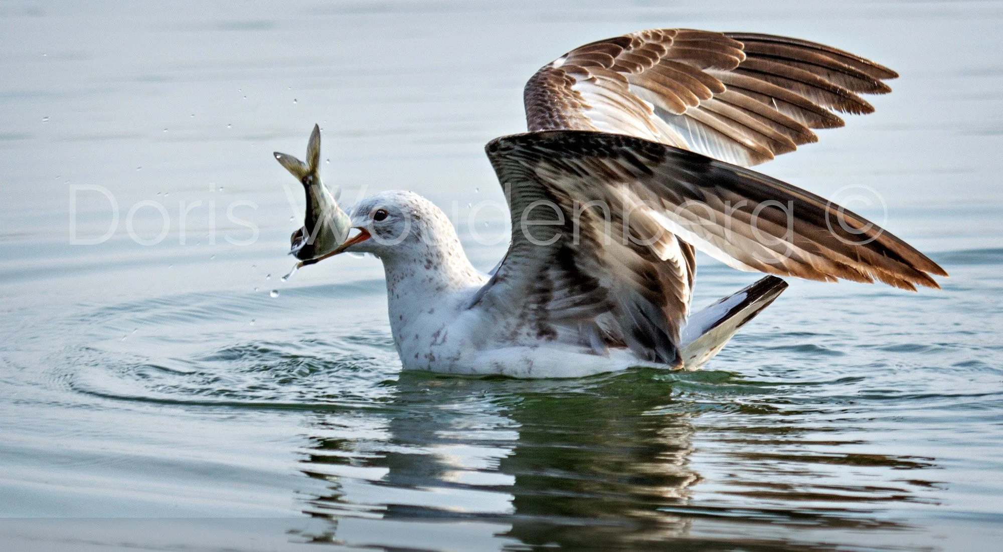 Seagull "I got you"