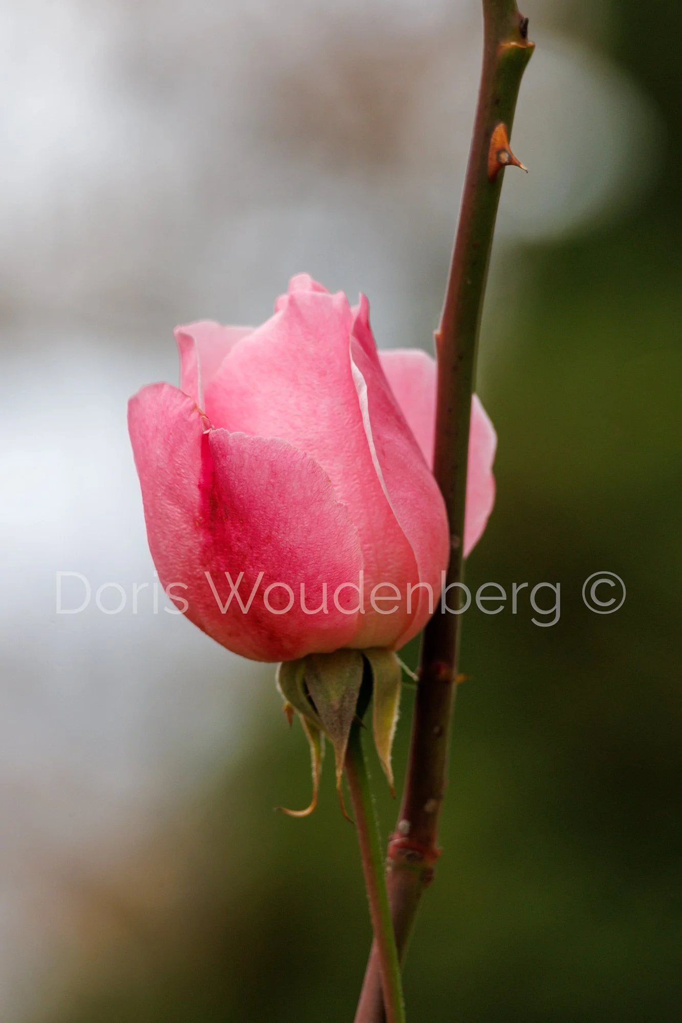 Rose "Support"
