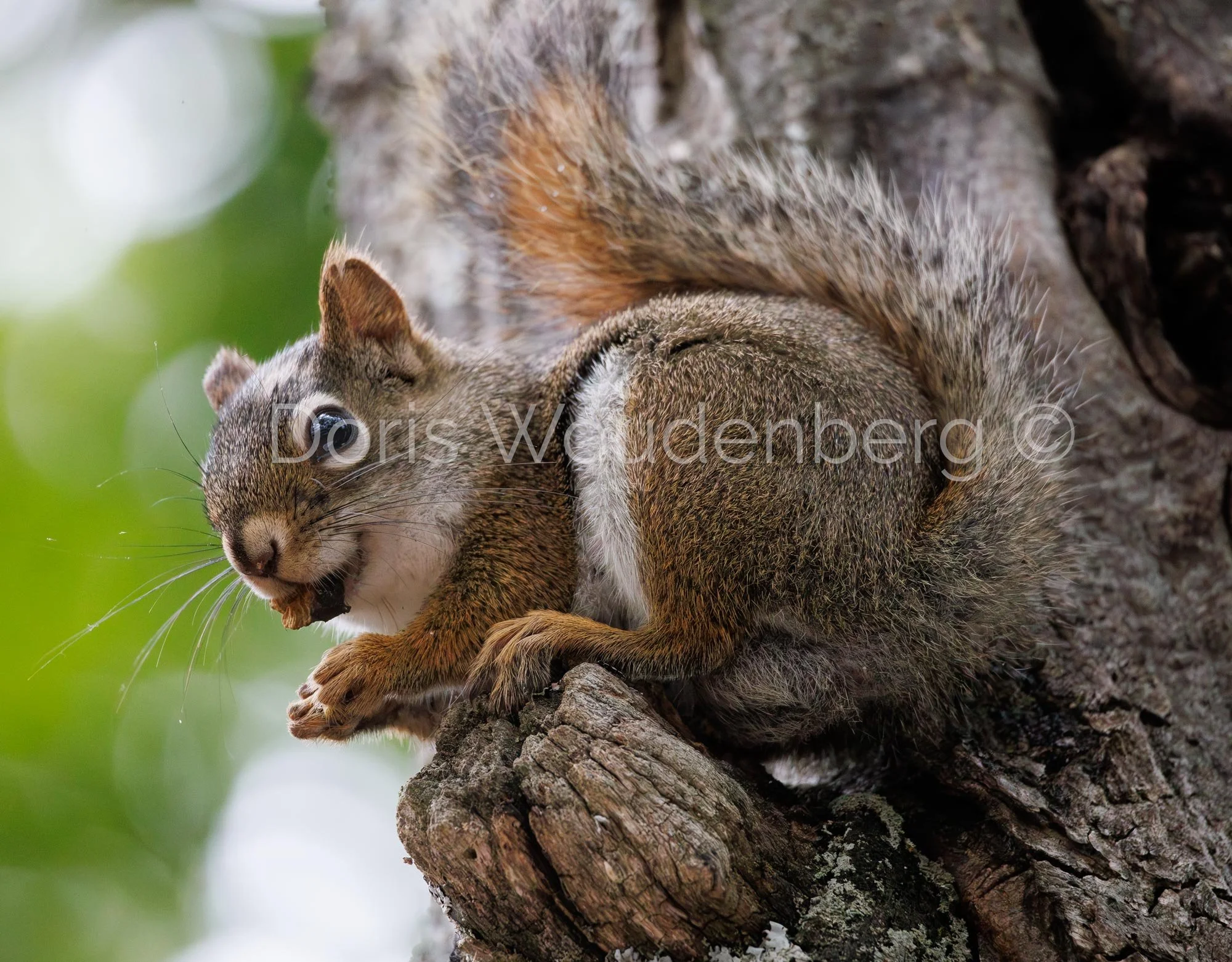 Squirrel Snacking