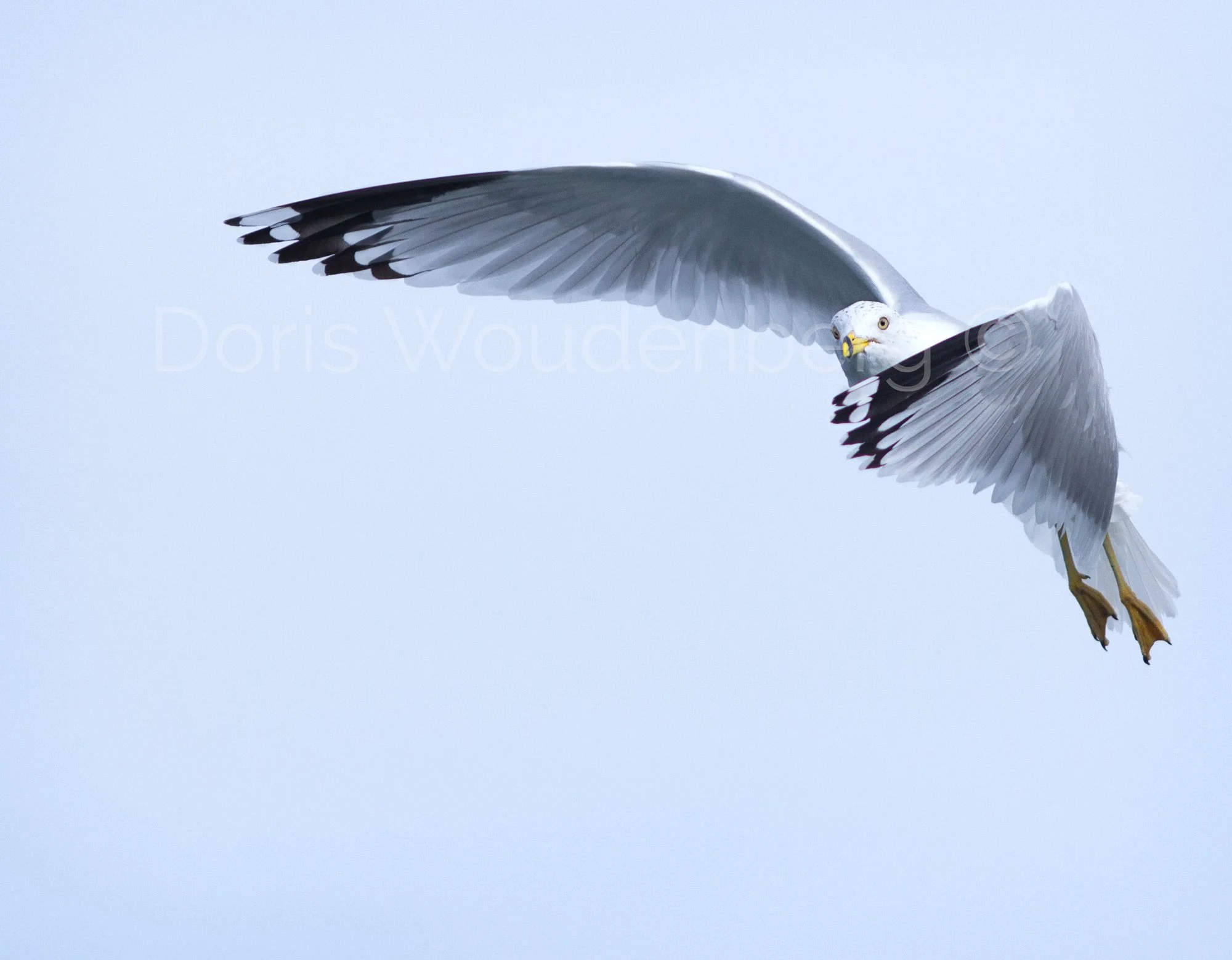 Seagull "Presence"