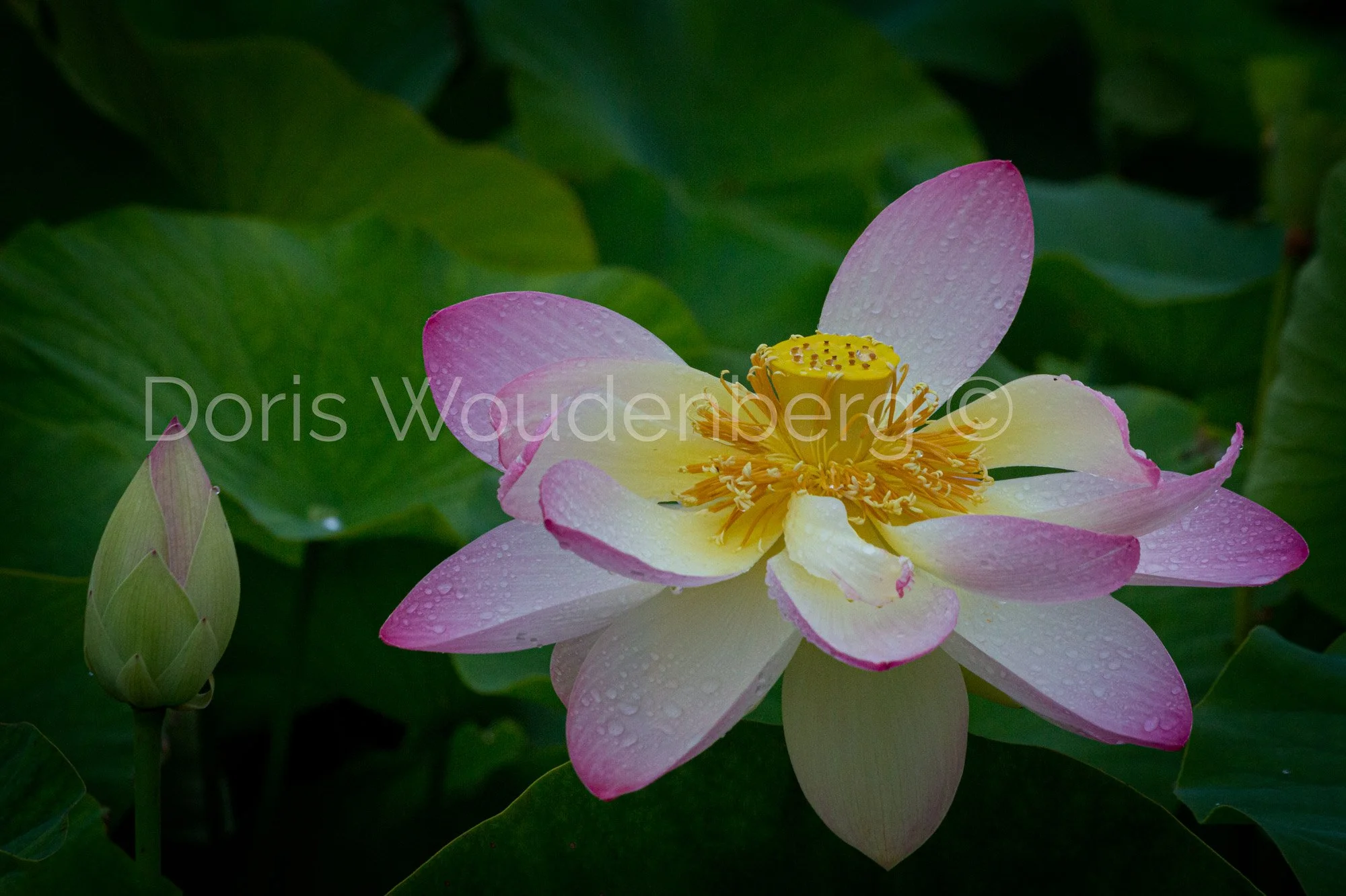 Lotus Bloom 