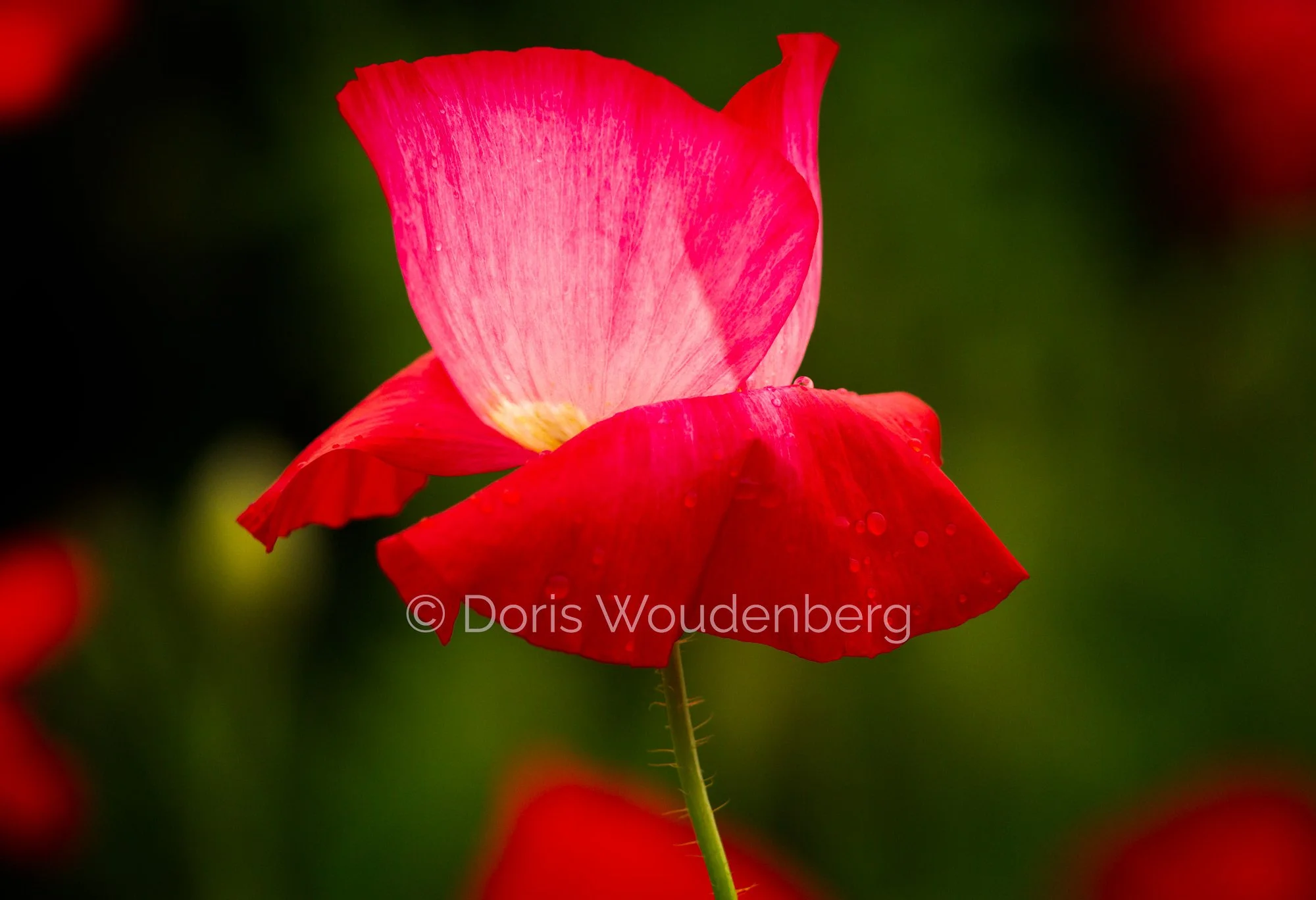 Poppy