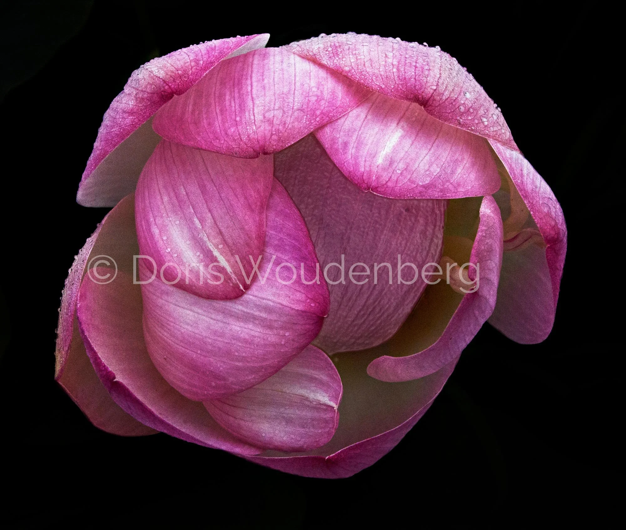 Flower "Hidden"