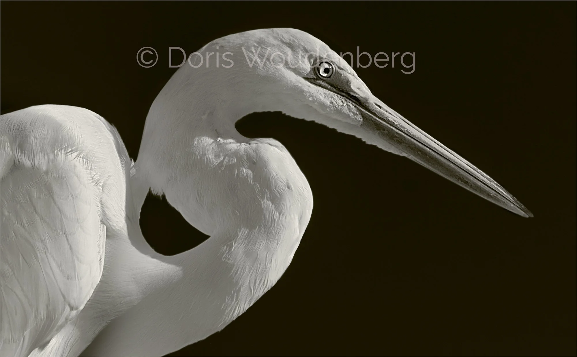 Egret