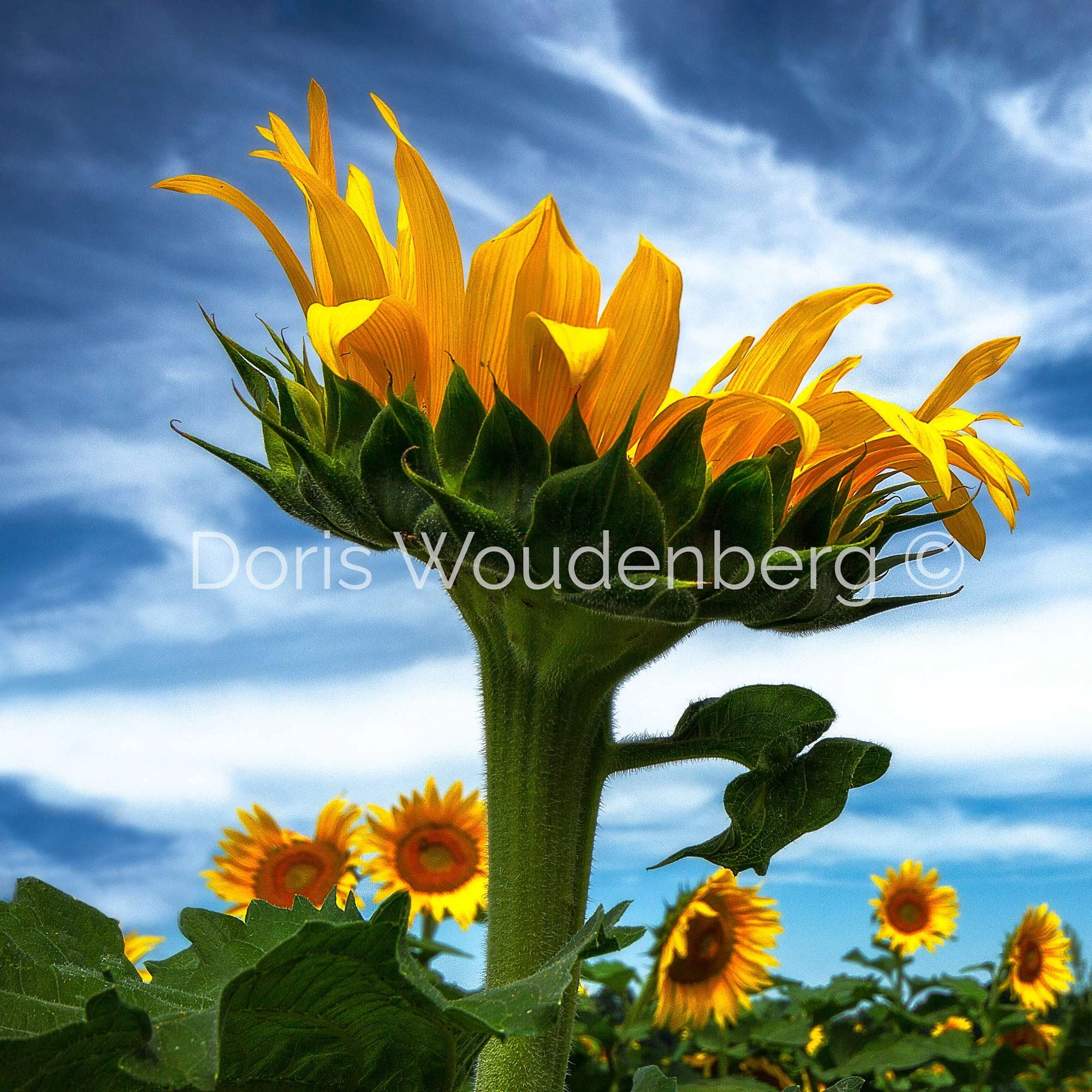 SunFlowers "Reaching"