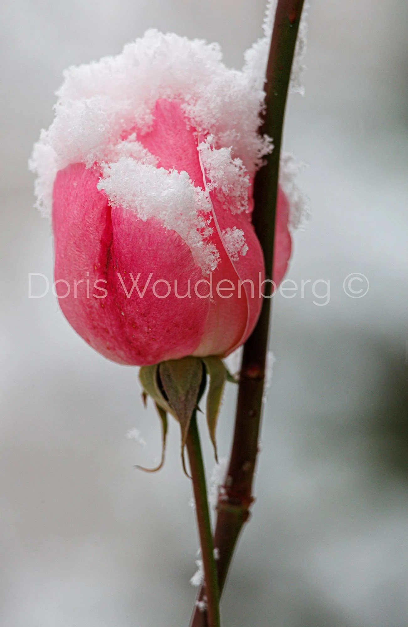 Rose "Resilence"