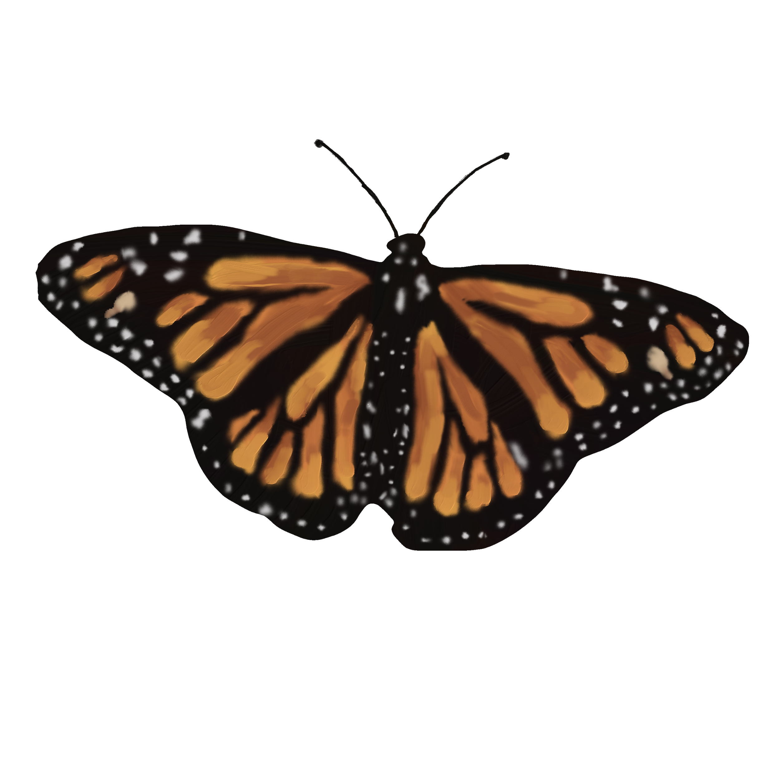 butterfly v2.png