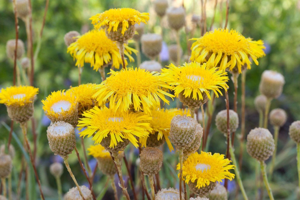 Frankston Hospital Development