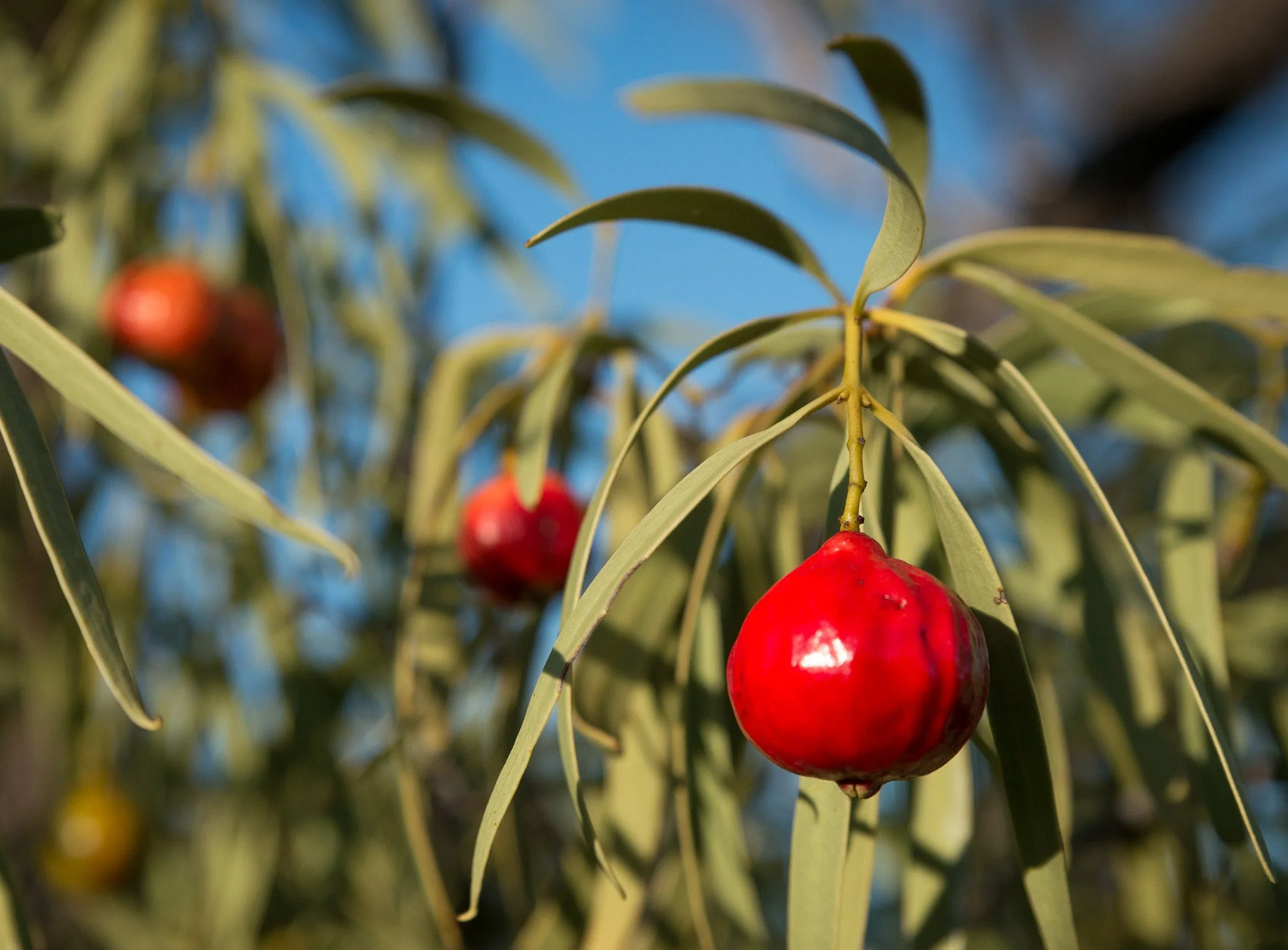 Heritage Food Garden. Australian Inland Botanic Garden