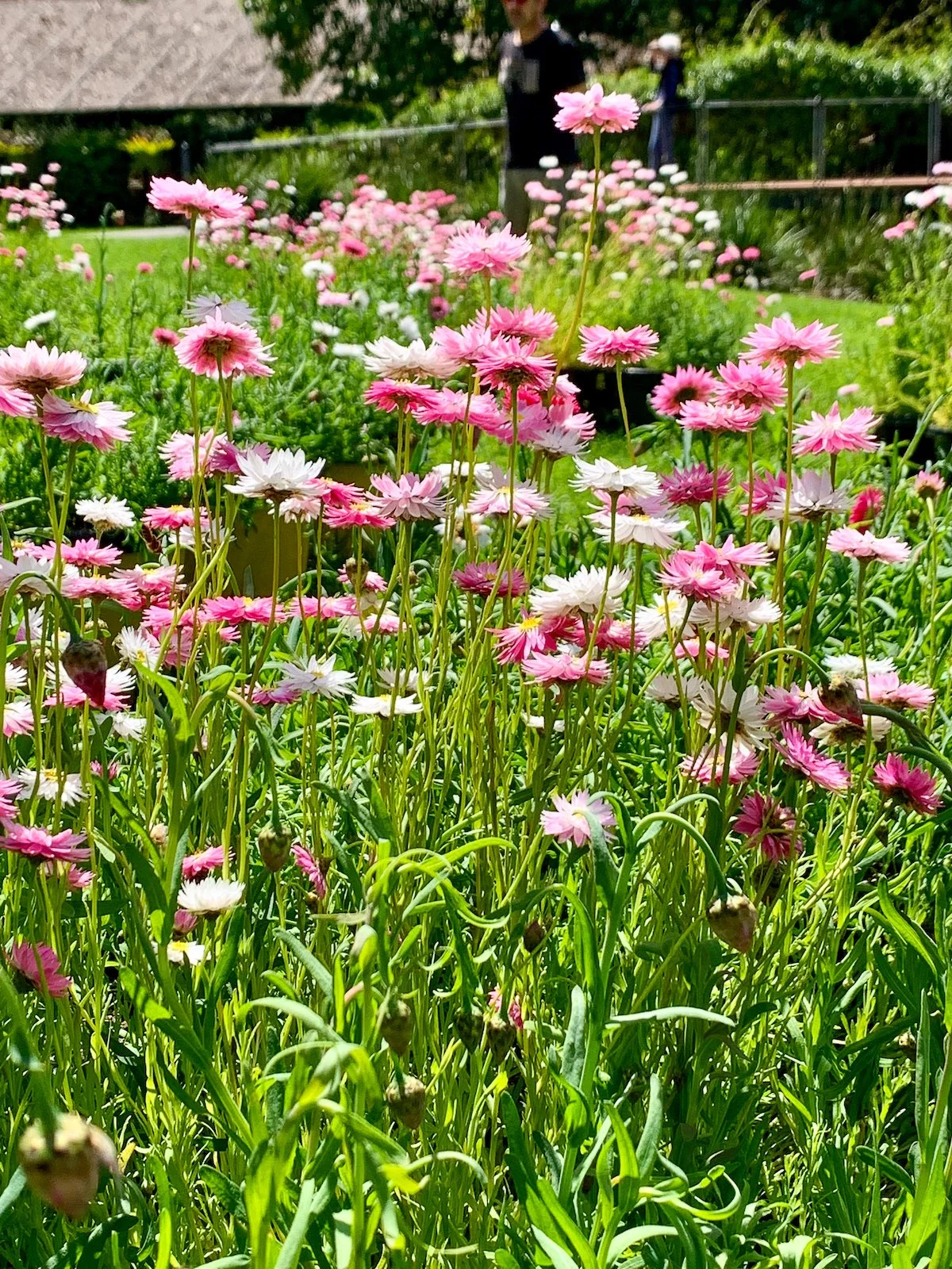 Jac Semmler -730.jpg