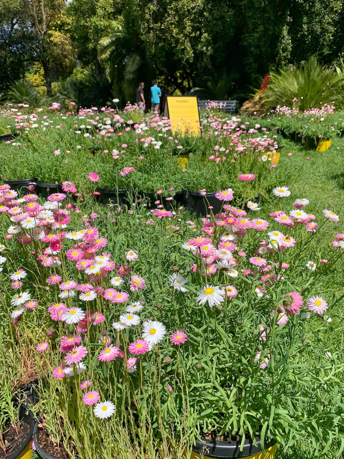 Jac Semmler -717.jpg