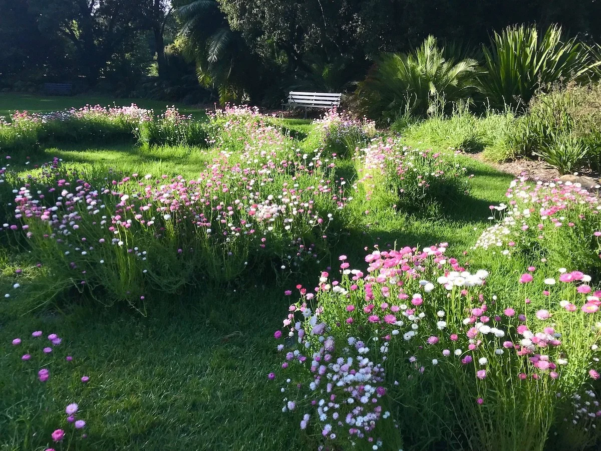 Tender - Community Grown Meadow for Nature Festival SA
