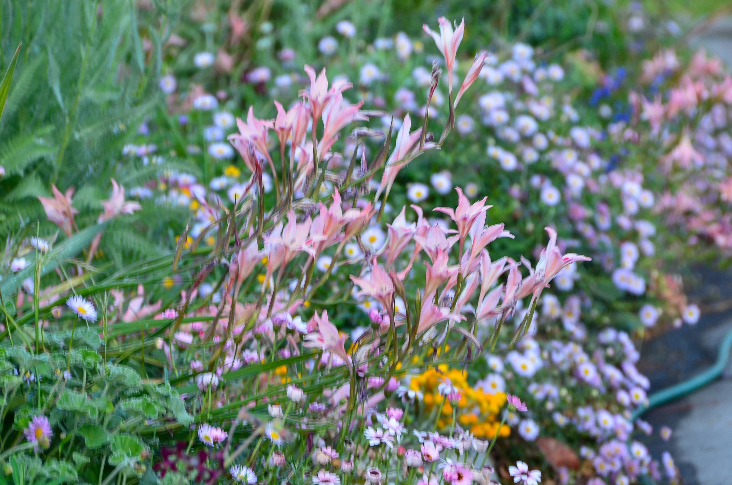 Truth to practice from gardening in public
