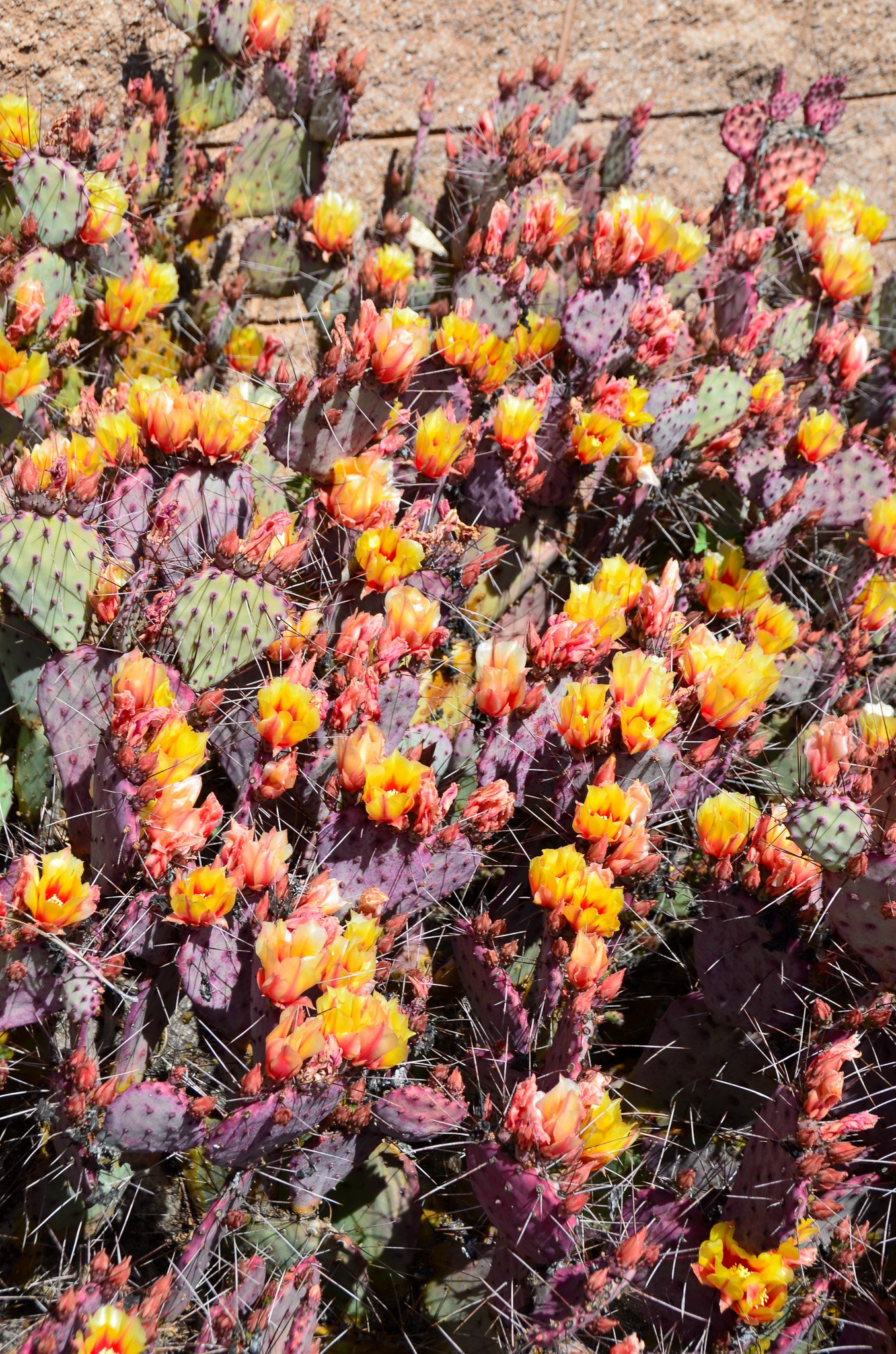 Beauty from the extremes