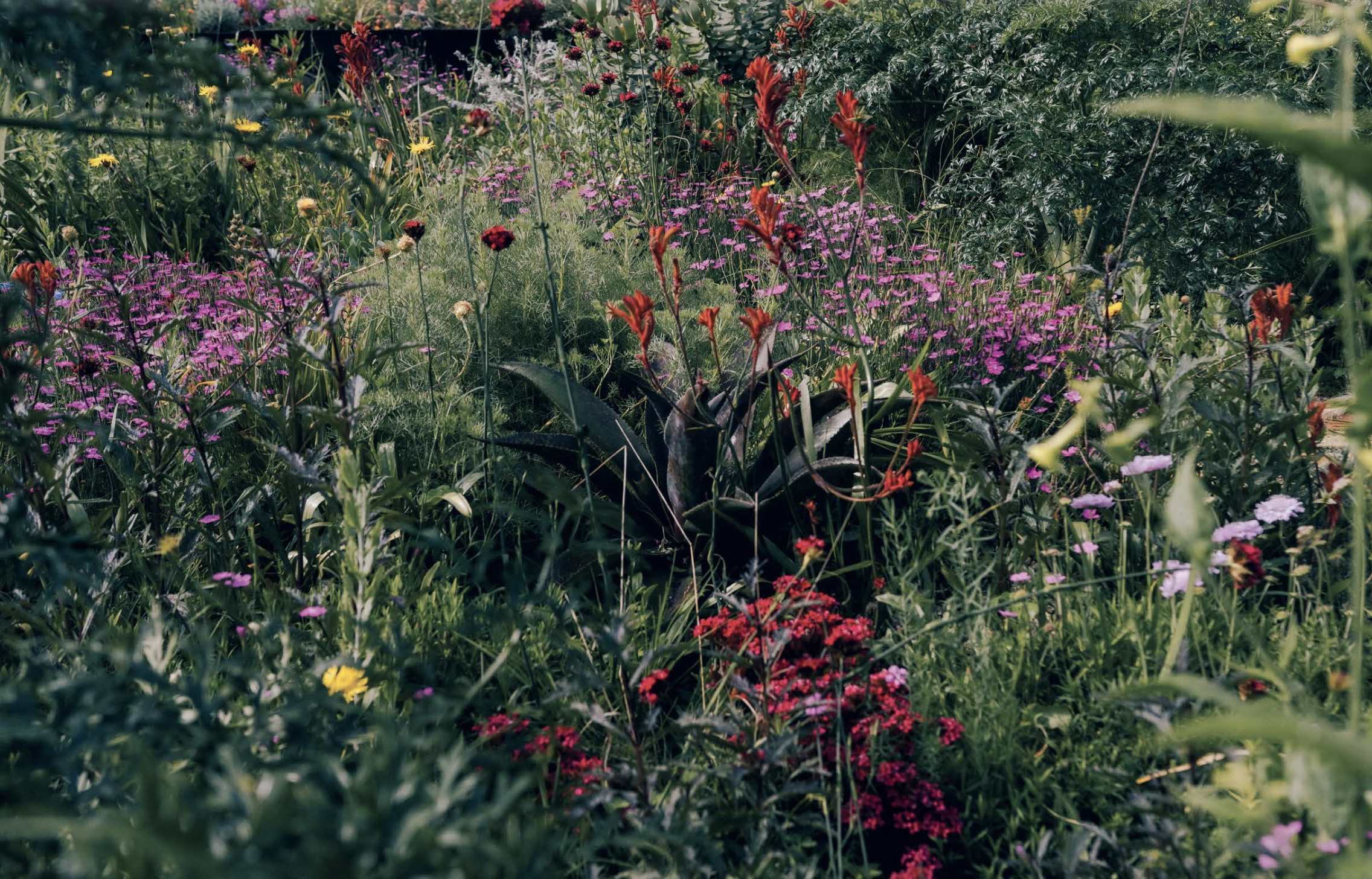 Planting in colour - An extract from flower power