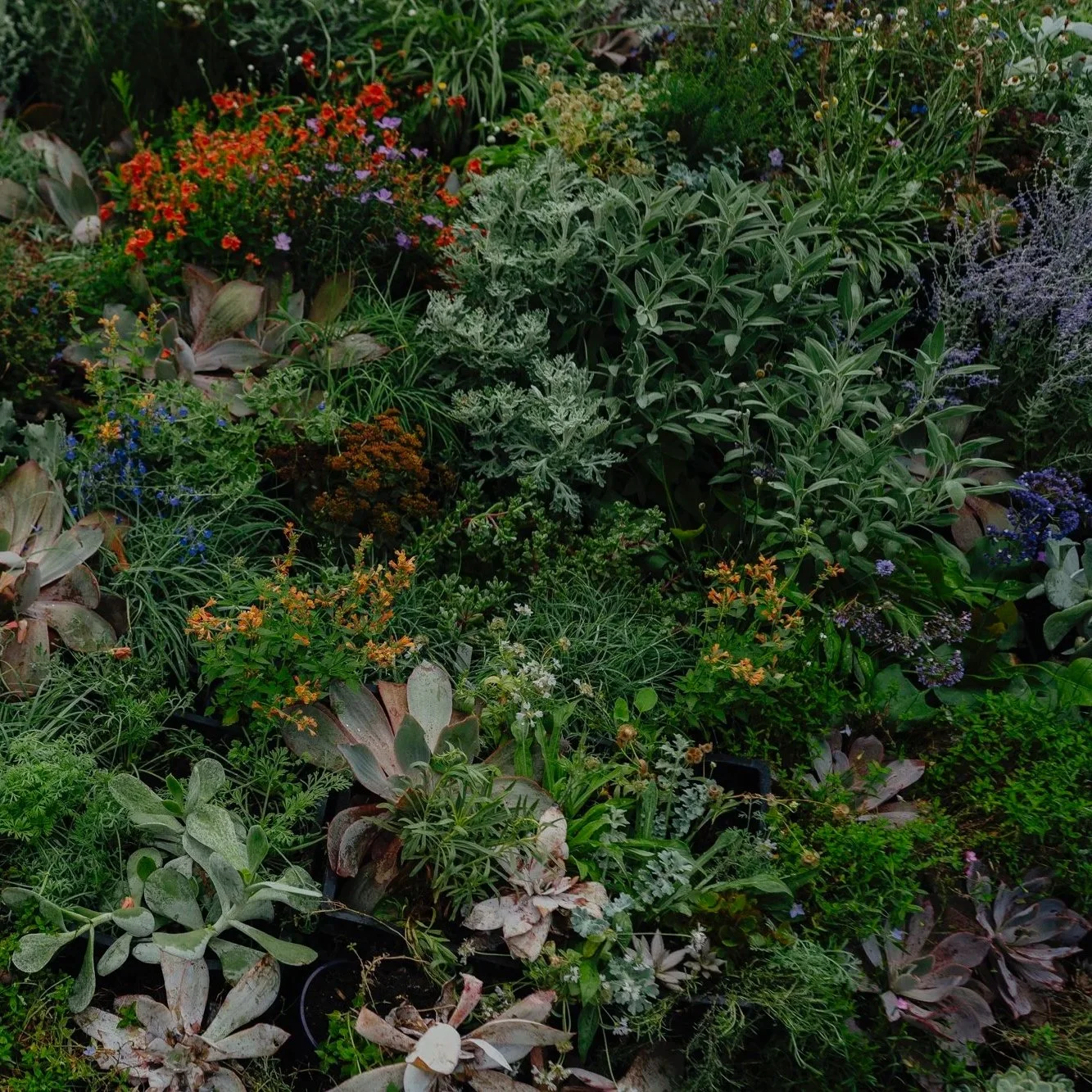 sarahpannell-superbloom-mifgs-WEB-96.jpg
