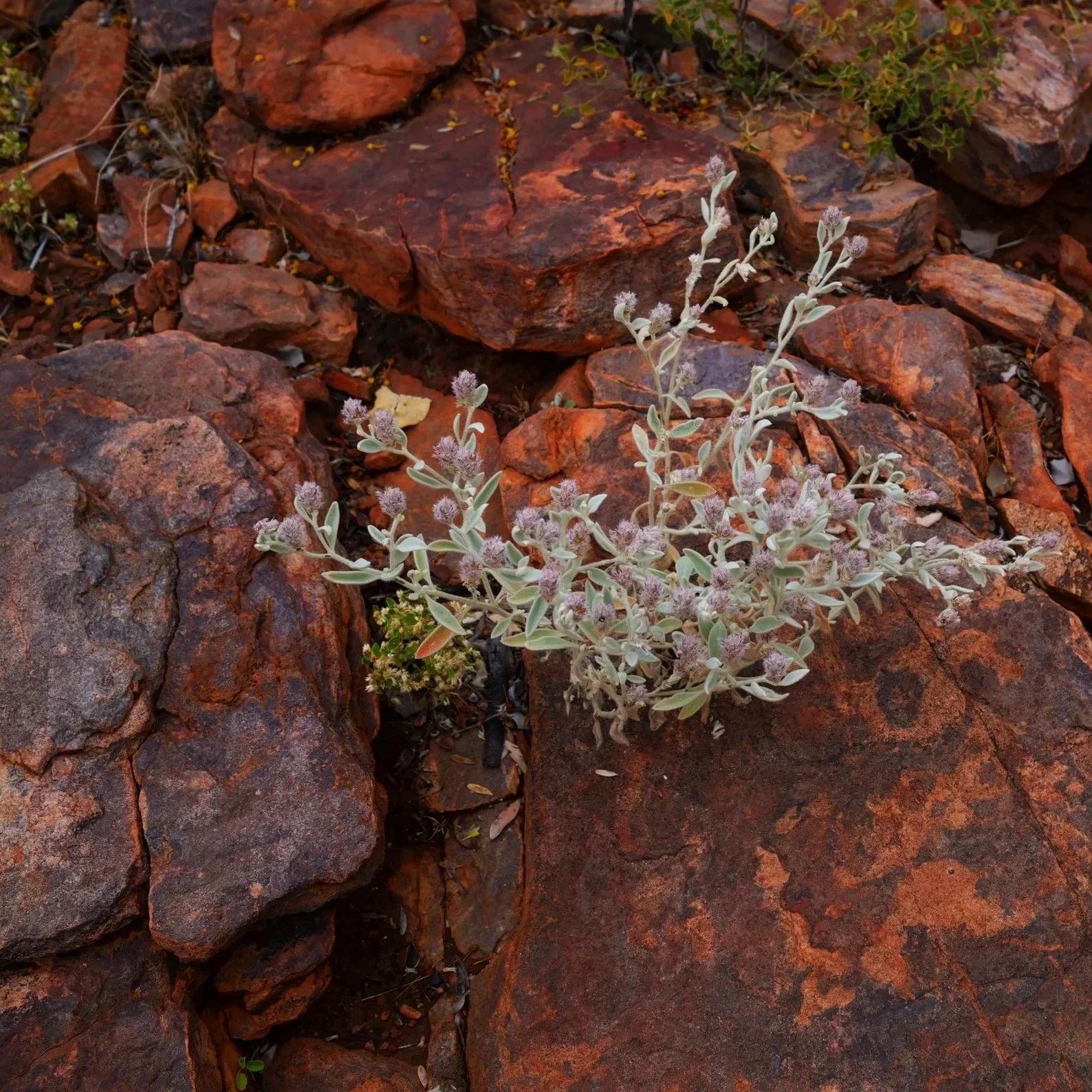 DSCF1035-2.jpg