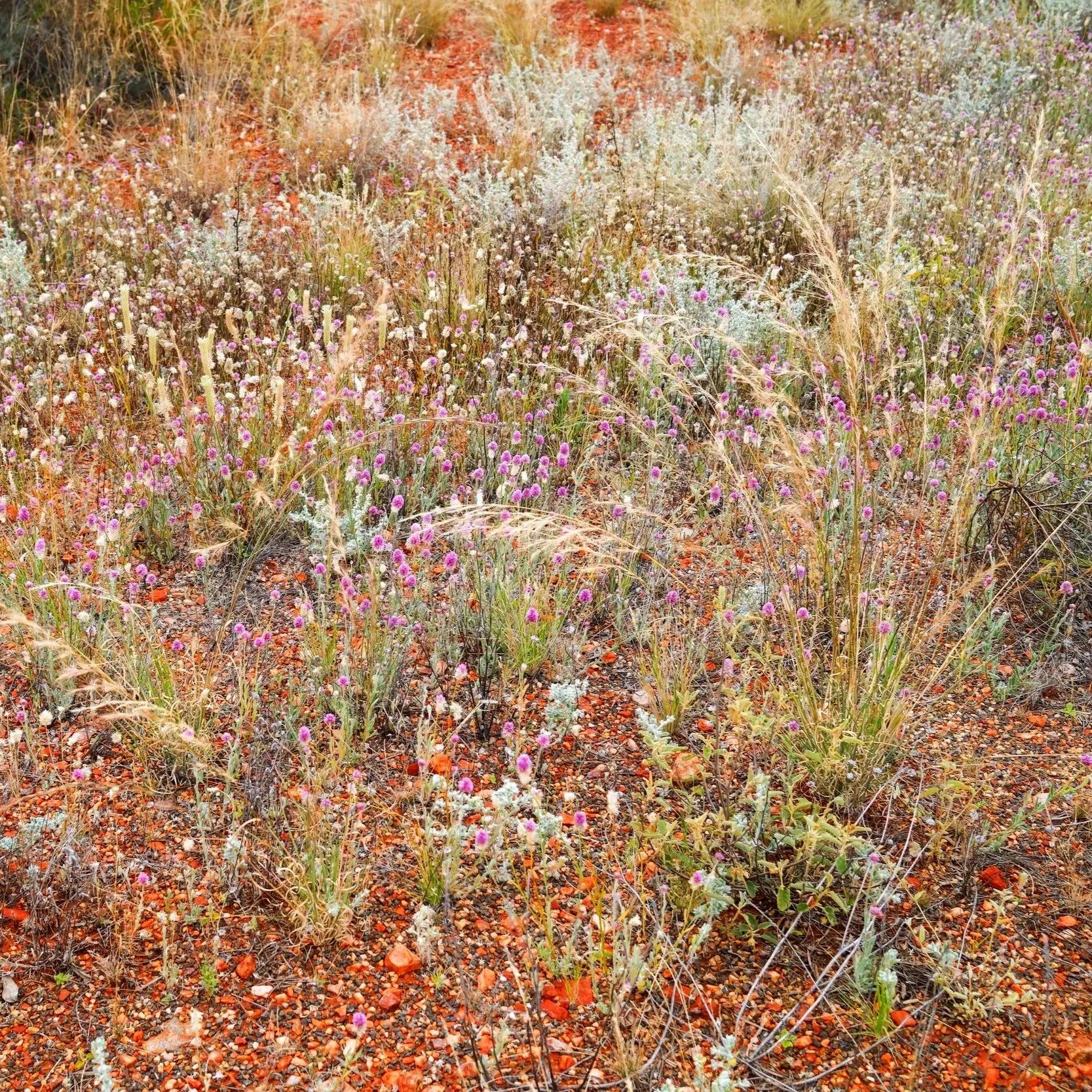 DSCF0851.jpg