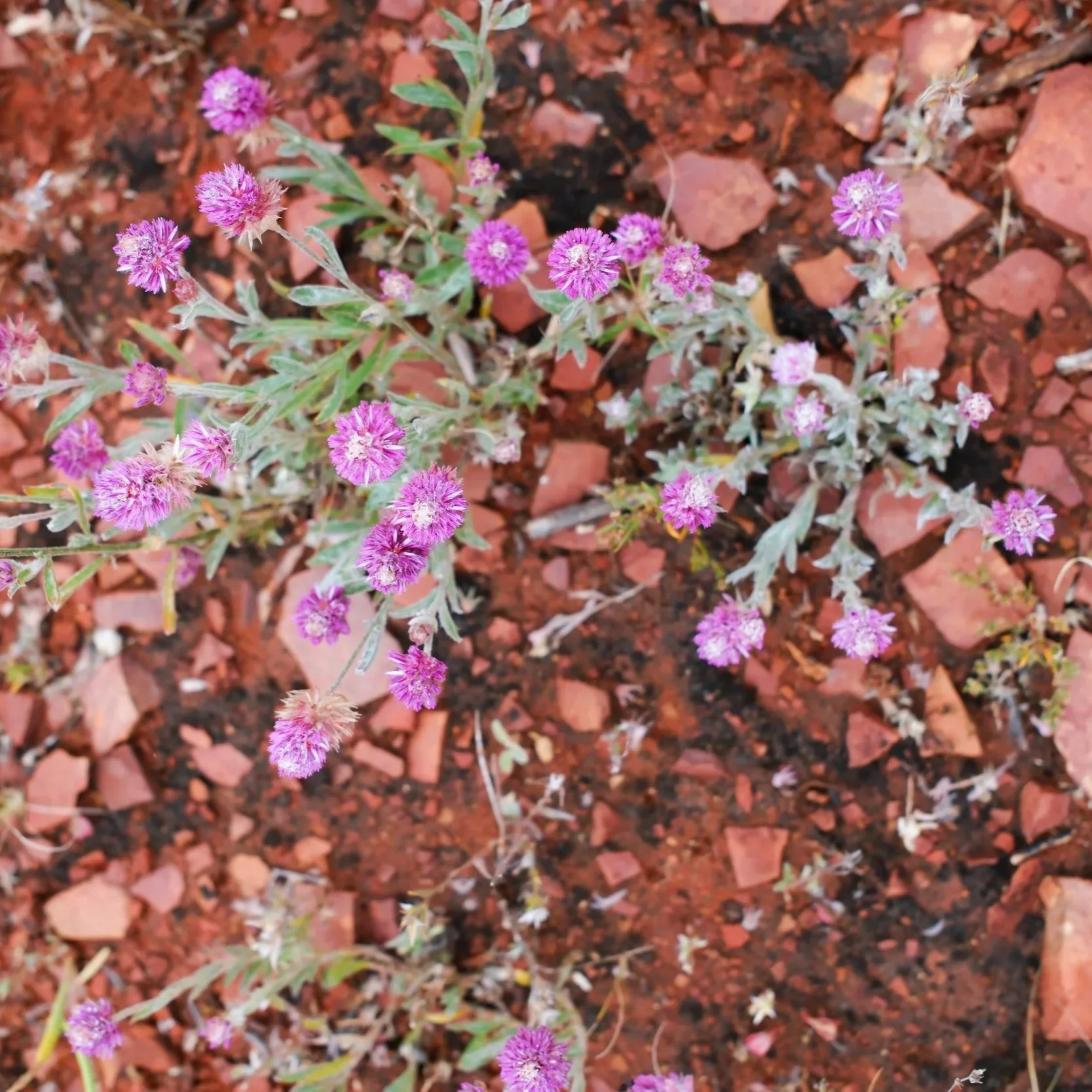 DSCF0967.jpg