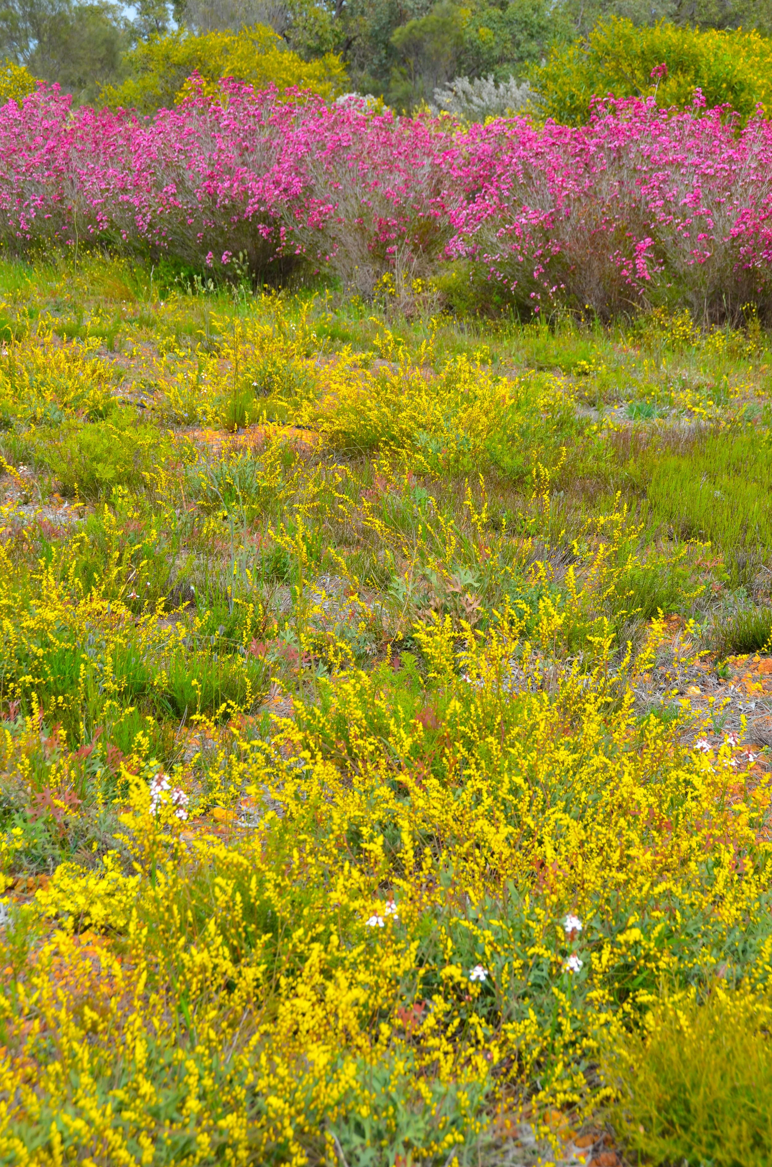 DSC_0585.jpg