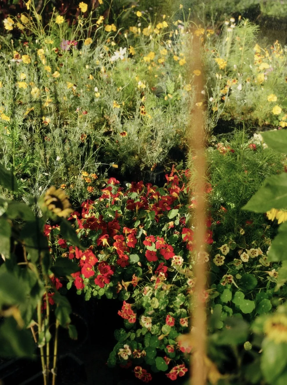 Held in the Soil | Hattie Molloy