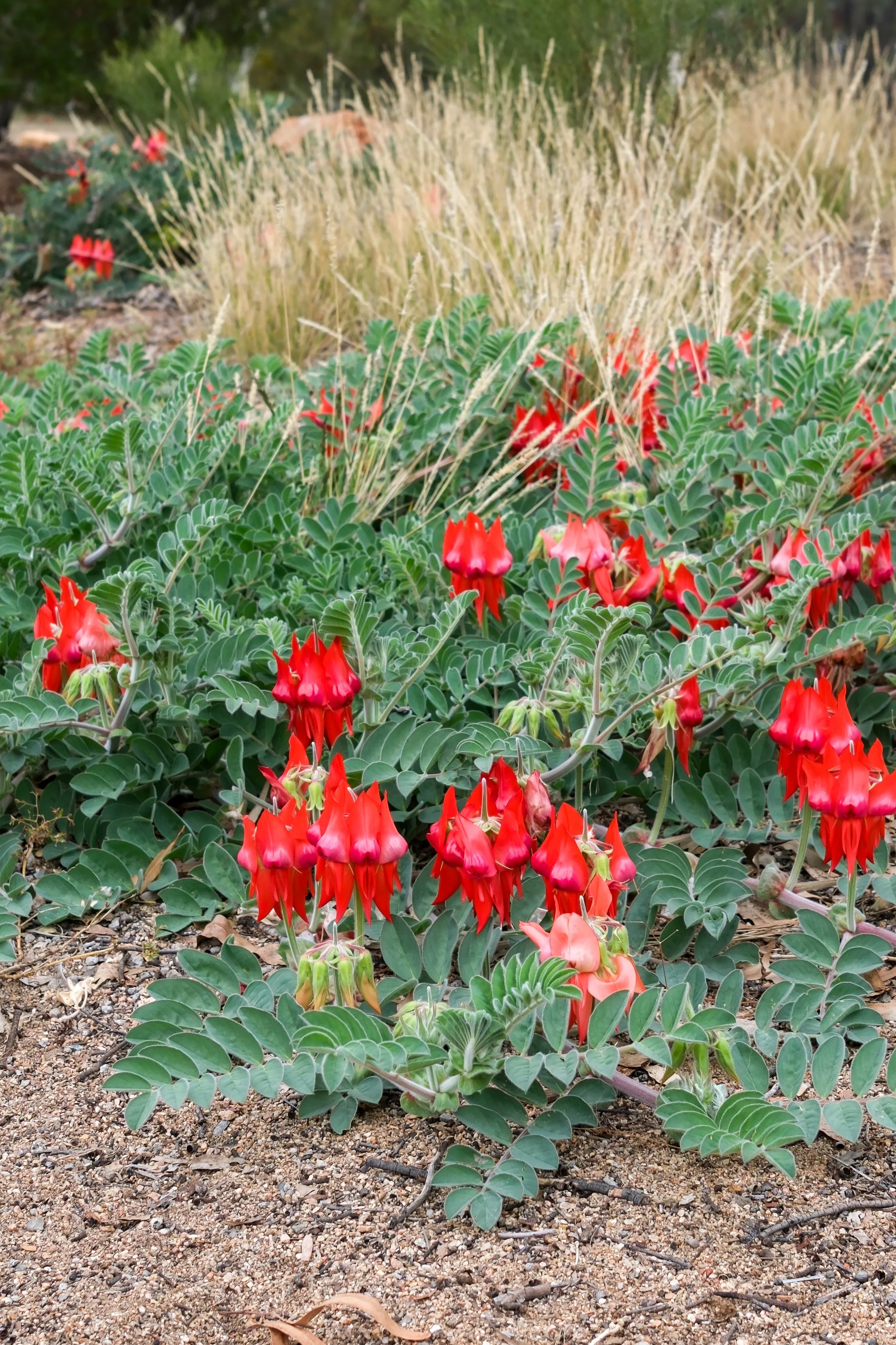 DSCF0938.jpg