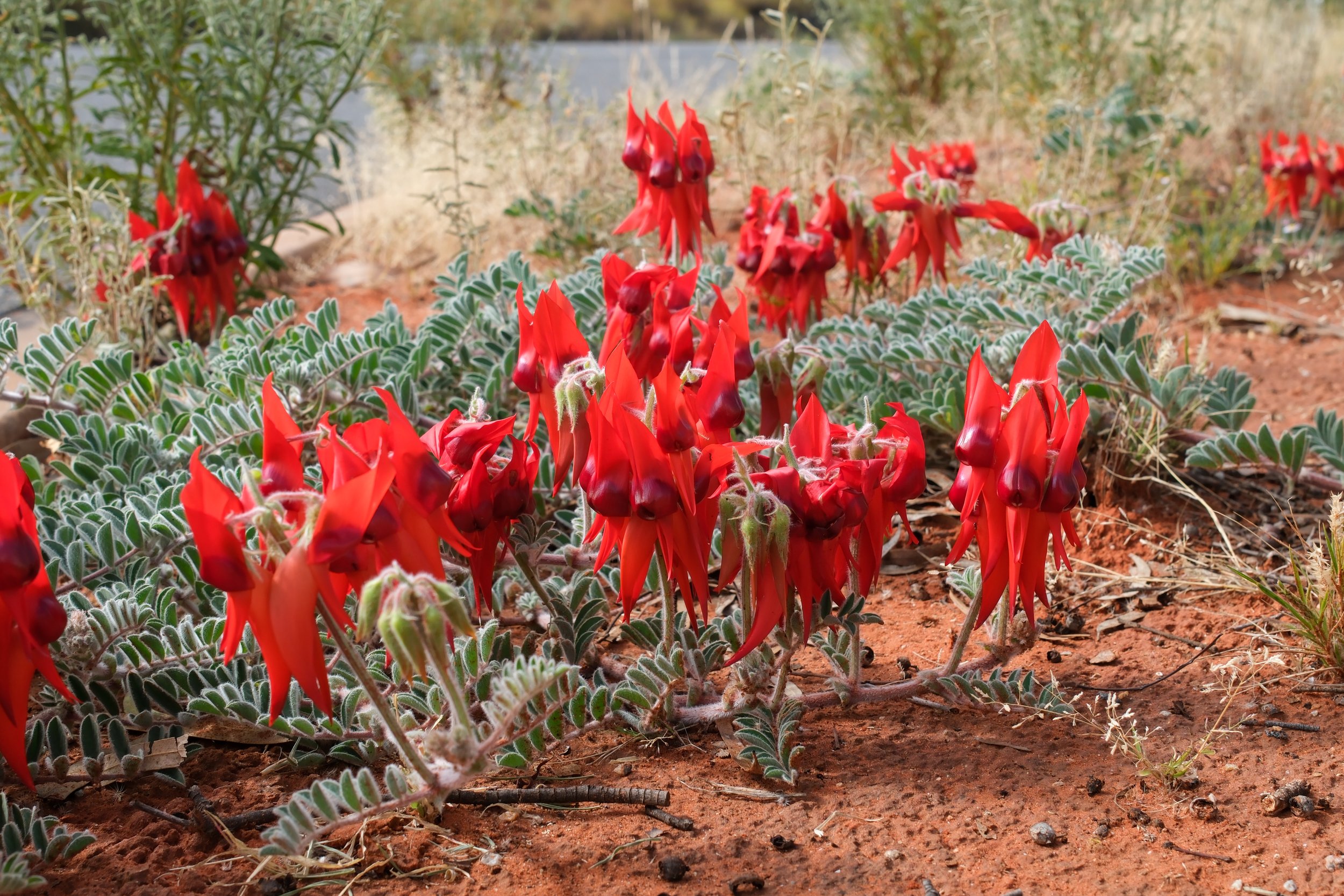 DSCF0679.jpg