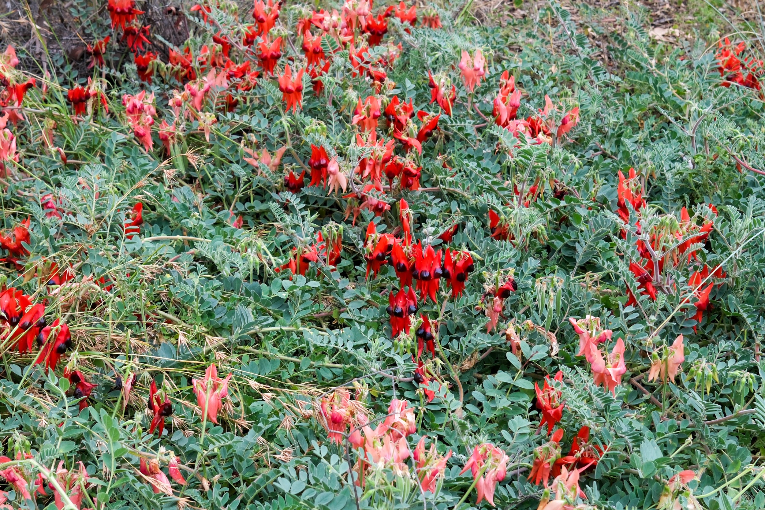 DSCF0873.jpg