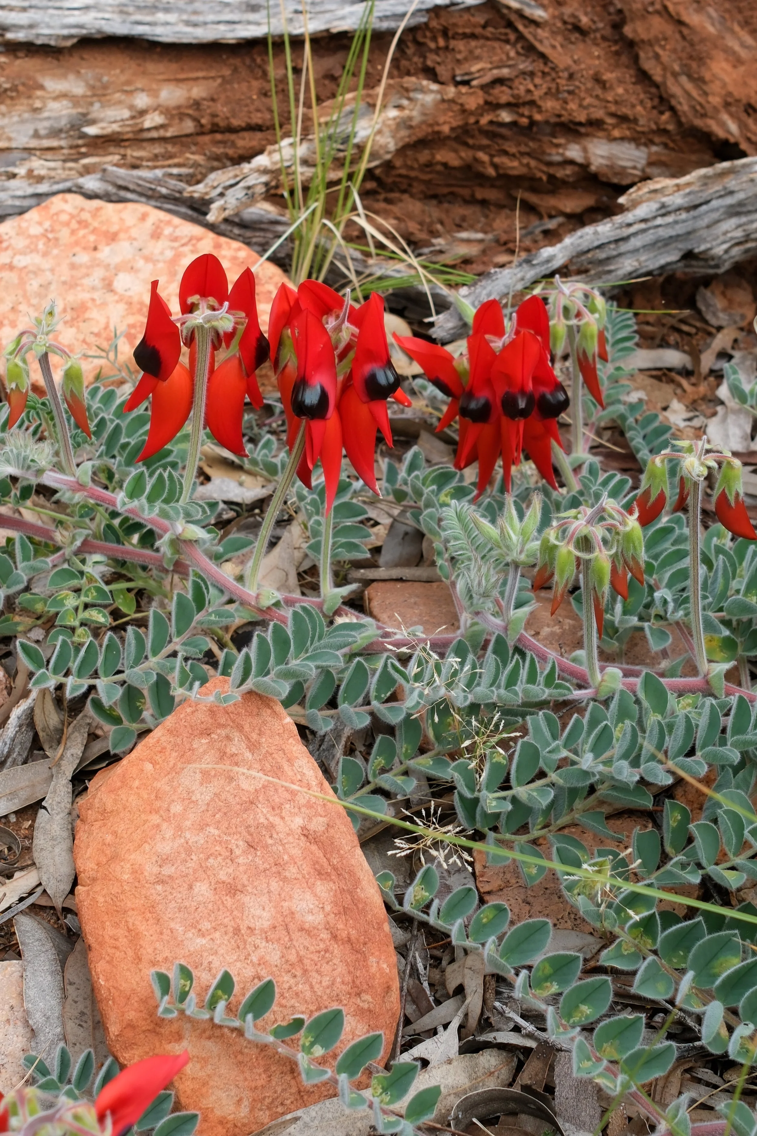 DSCF0470.jpg