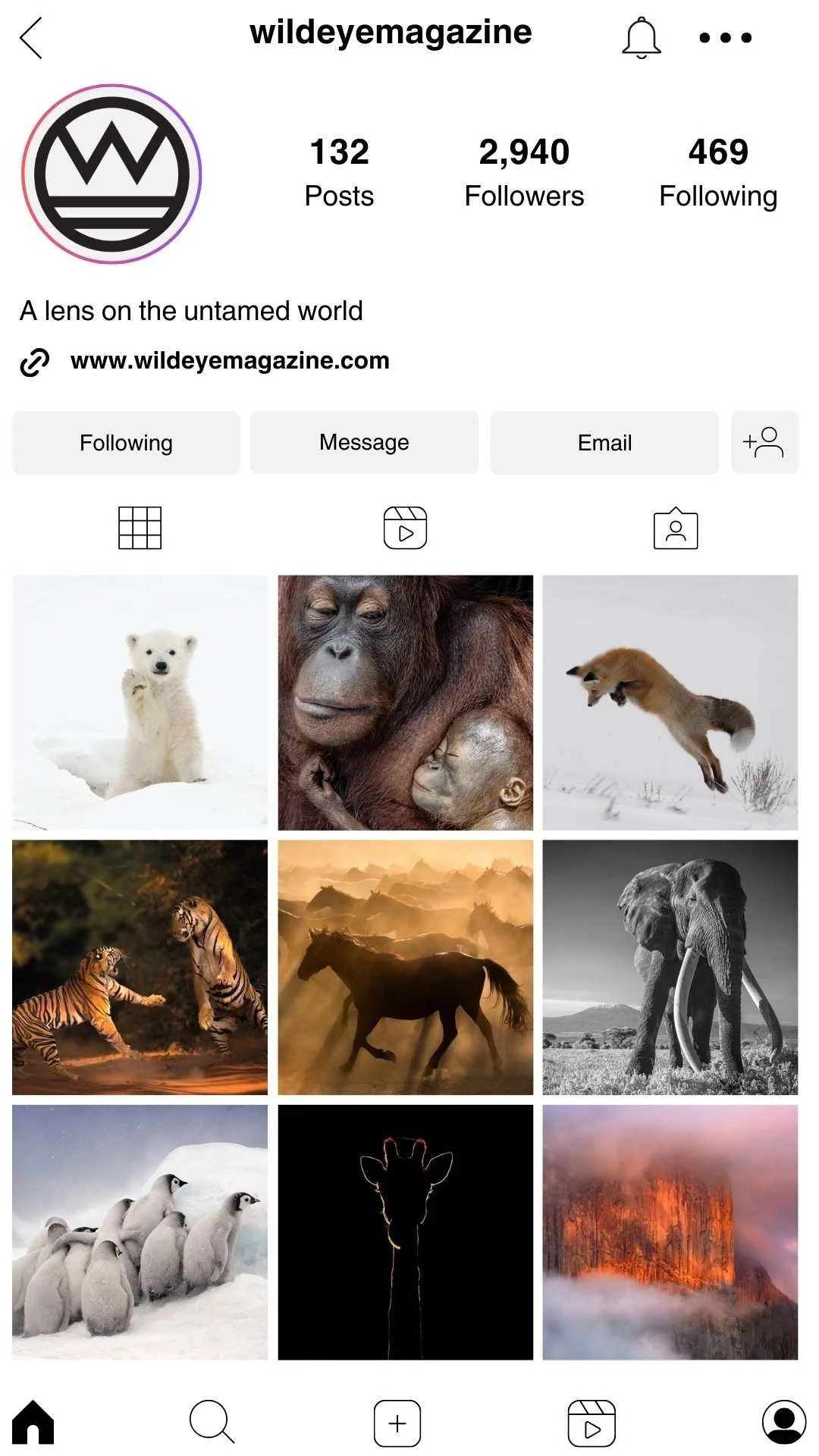 Instagram profile page for wildeymagazine featuring nine wildlife photos including polar bears, orangutans, fox, tigers, horse, elephant, penguins, a backlit giraffe, and an erupting volcano.