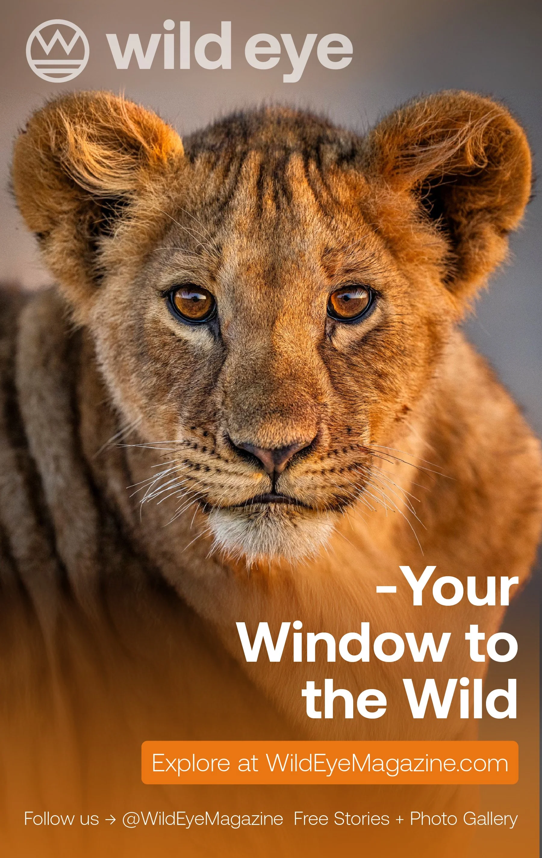 Close-up of a lion cub's face with amber eyes, looking directly at the camera. Text overlays include 'wild eye', '-Your Window to the Wild', and 'Explore at WildEyeMagazine.com'.