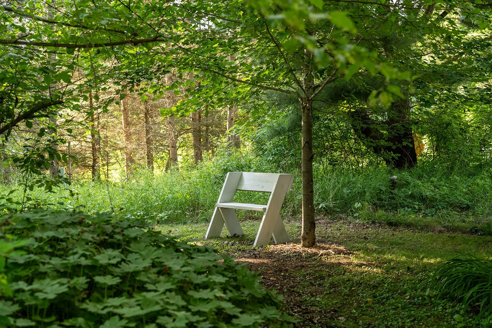 A white wooden bench beside a small tree in a lush green forest with thick foliage and tall trees in the background.