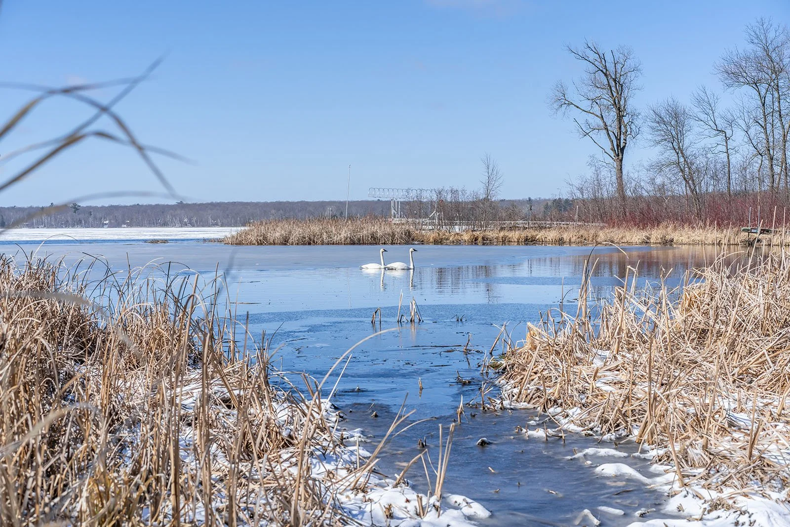 A winter scene of a frozen pond with two swans swimming, surrounded by dry grasses and leafless trees under a clear blue sky.