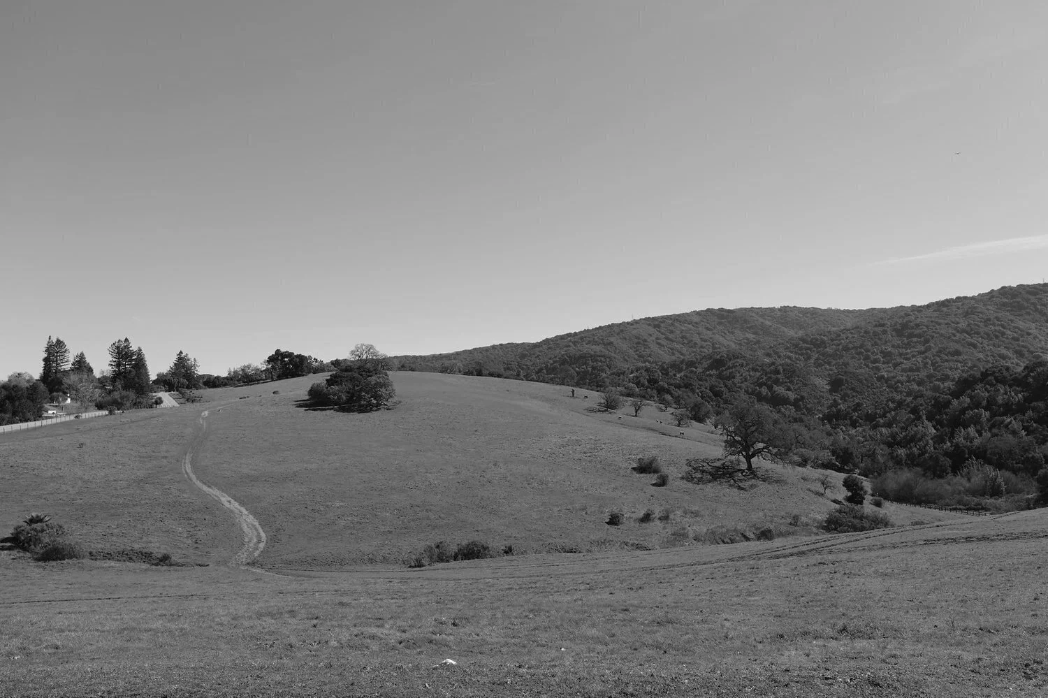 A black and white photo of a gently sloping hill with trees scattered across and a dirt path winding up the hill. In the background, there are more hills covered with dense trees, and the sky is clear.