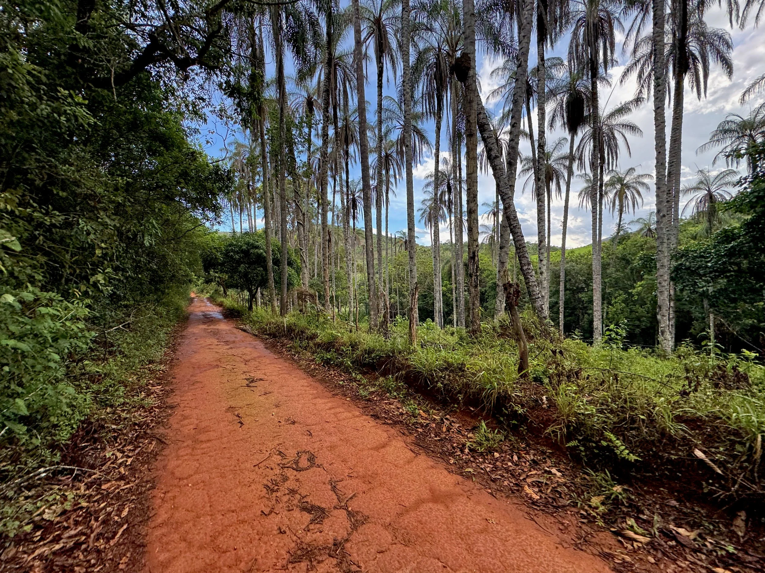 DR Gallery 10 - red road and palms.jpeg