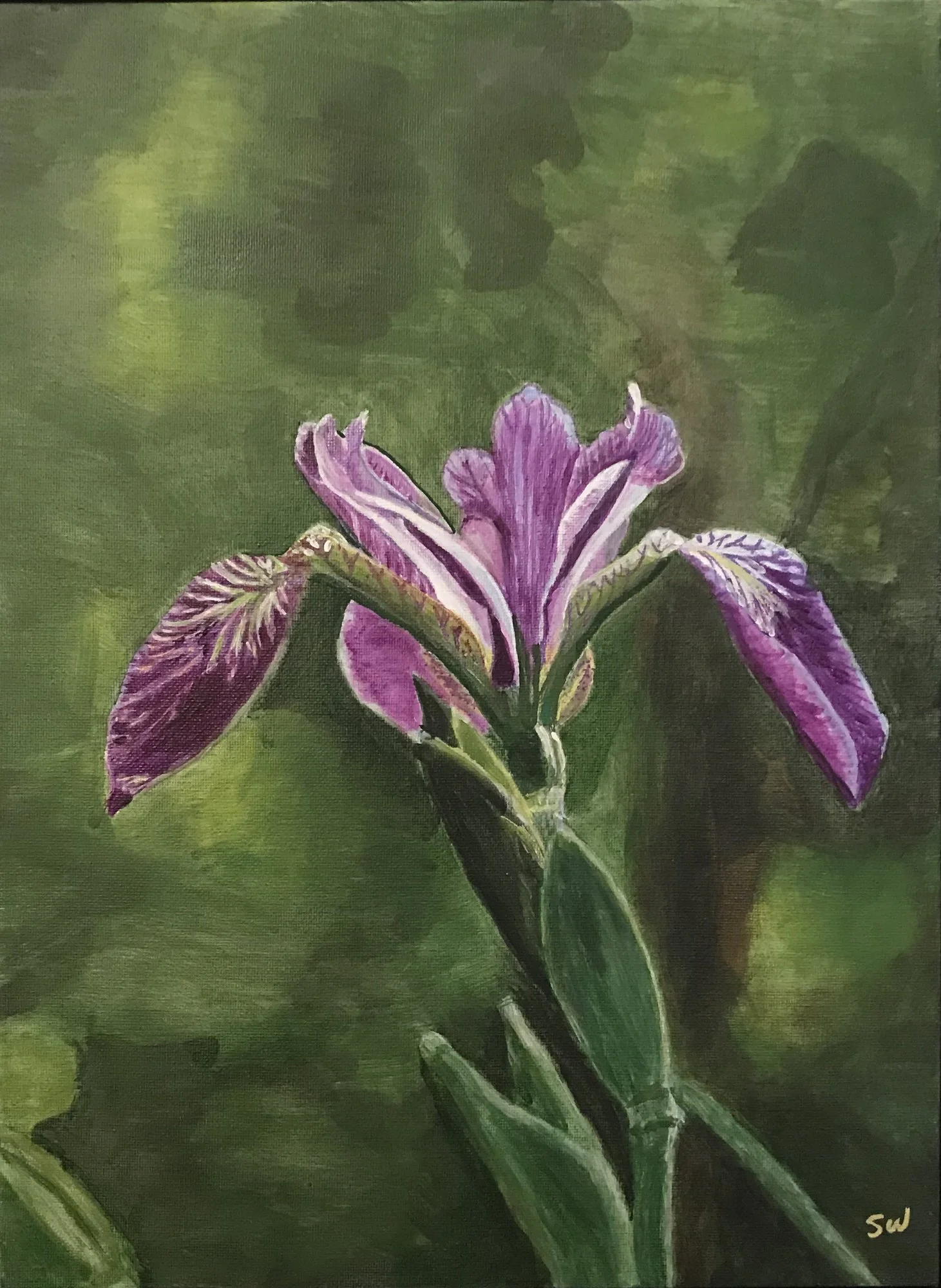 Solitary Iris