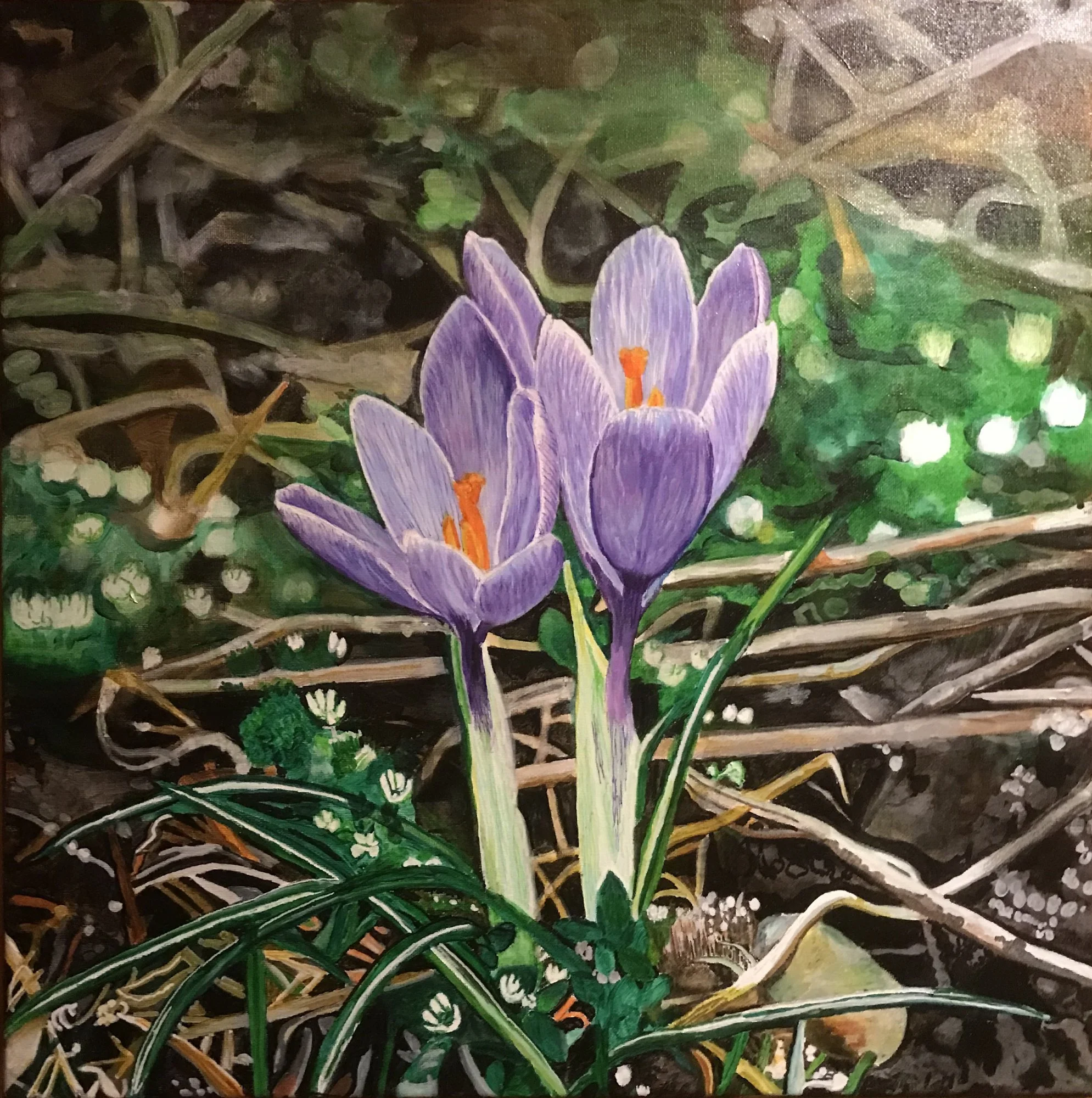 Crocus in Forest