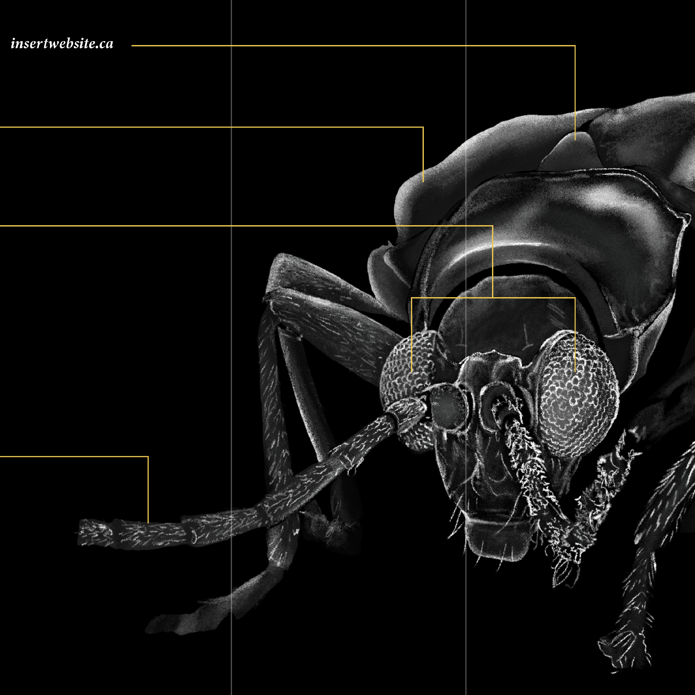 Black and white image of a beetle and hand with detailed labelled parts.